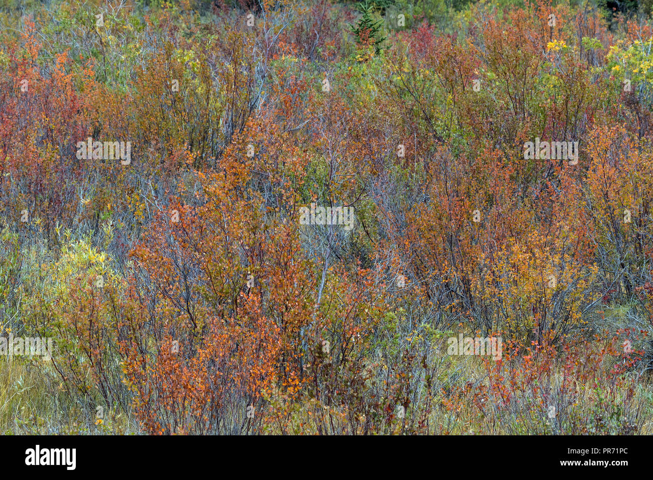 Tundra. Yellowhead Highway, Kanada Stockfoto