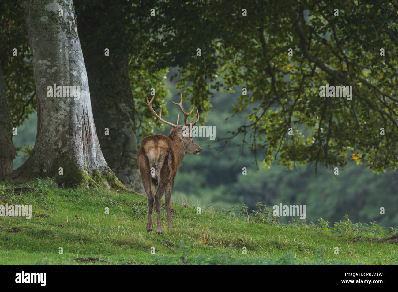 Red deer Hirsch im Wald im Herbst in Schottland, Großbritannien Stockfoto