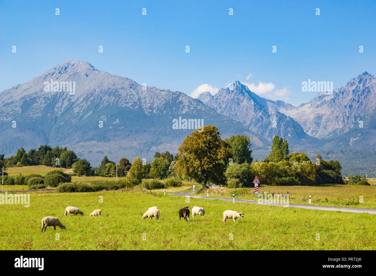 Wunderschöne Aussicht auf die Hohe Tatra (Vysoke Tatry) Berge und Herde Schafe grasen auf einer grünen Wiese, Slowakei Stockfoto