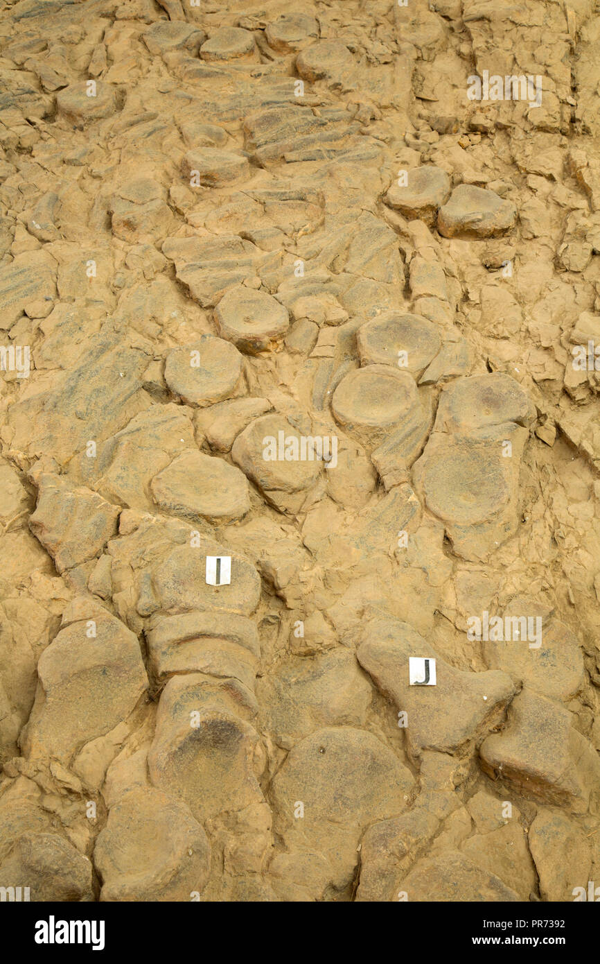 Ichthyosaur Fossil Site, Berlin-Icthyosaur State Park, Nevada Stockfoto