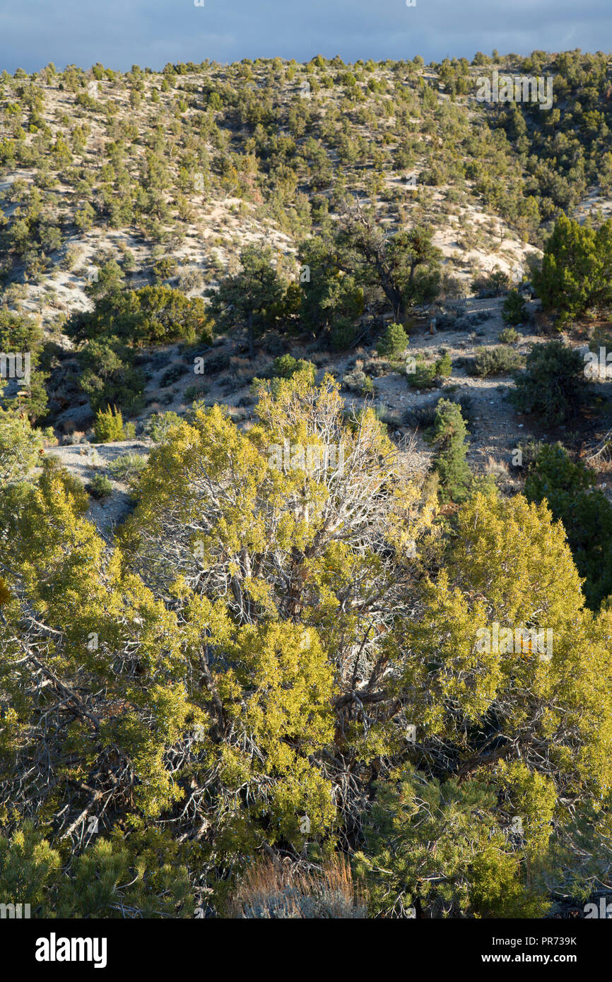 Pinyon kiefer - Juniper Wald, Spring Mountains National Recreation Area, Mt. Charleston Scenic Byway, Humboldt-Toiyabe National Forest, Nevada Stockfoto