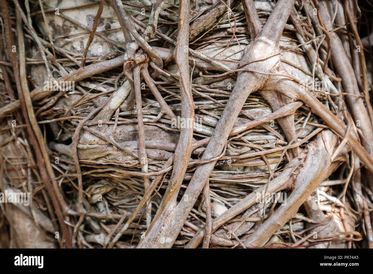 Root Muster - Baumwurzeln closeup, Wachstum Konzept, Natur Hintergrund - Stockfoto