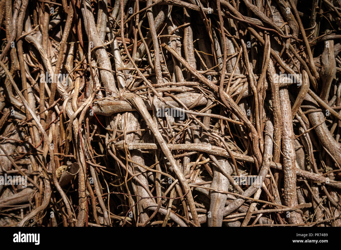 Wurzeln Muster - Baumwurzeln closeup, Wachstum Konzept, Natur Hintergrund - Stockfoto