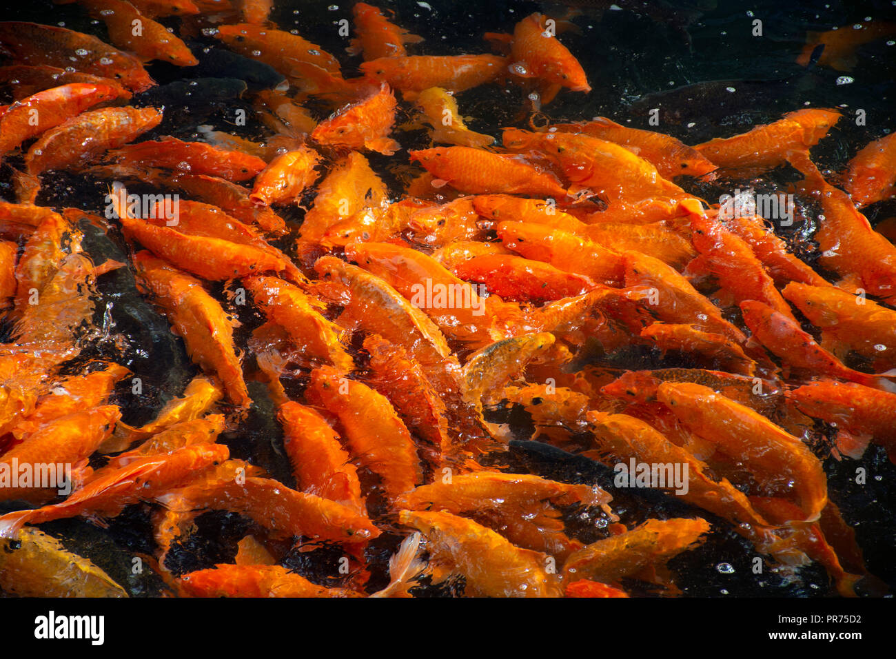 Aggregation von Karpfen oder Koi, Cyprinus carpio, Fütterung, die an der Oberfläche, Beihai Park, Peking, China Stockfoto