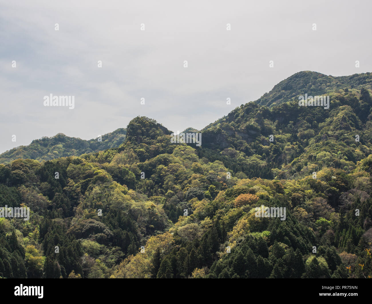 Japanische Waldbau. Koniferen gepflanzt in den Waldungen, zwischen natürlichen Laubwald, kunisaki Hanto, Oita, Kyushu Stockfoto