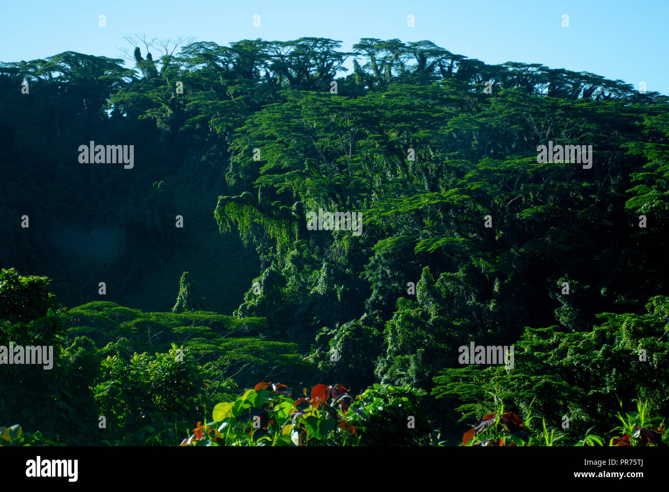 Tropischer Regenwald In Palikir Pohnpei Foderierte Staaten Von Mikronesien Stockfotografie Alamy