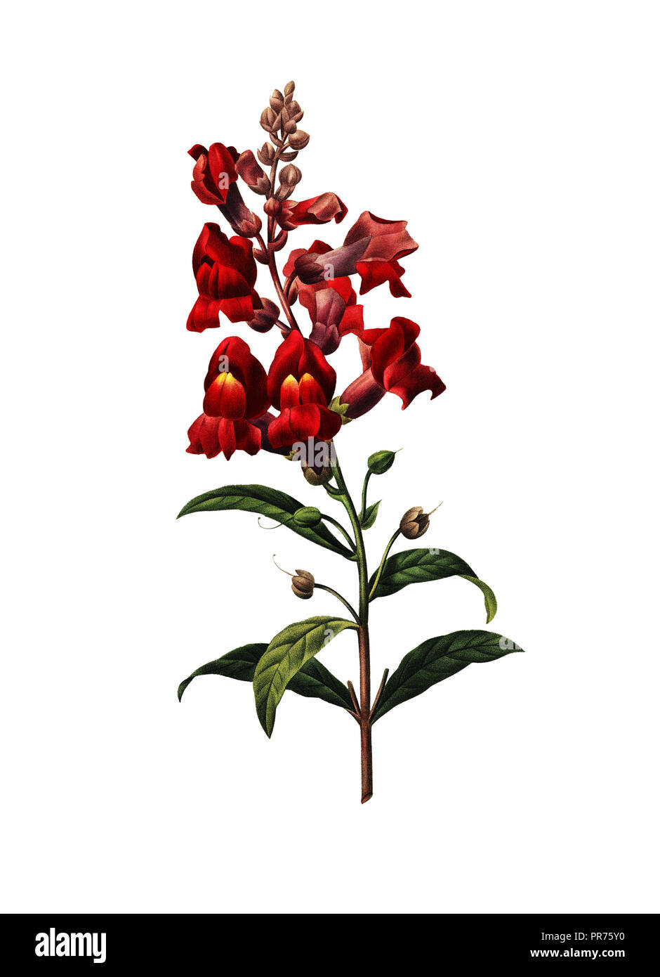 19. jahrhundert Abbildung eines Antirrhinum allgemein bekannt als Drache Blumen oder SNAPDRAGONS. Kupferstich von Pierre-Joseph Redoute. In Choix de veröffentlicht. Stockfoto