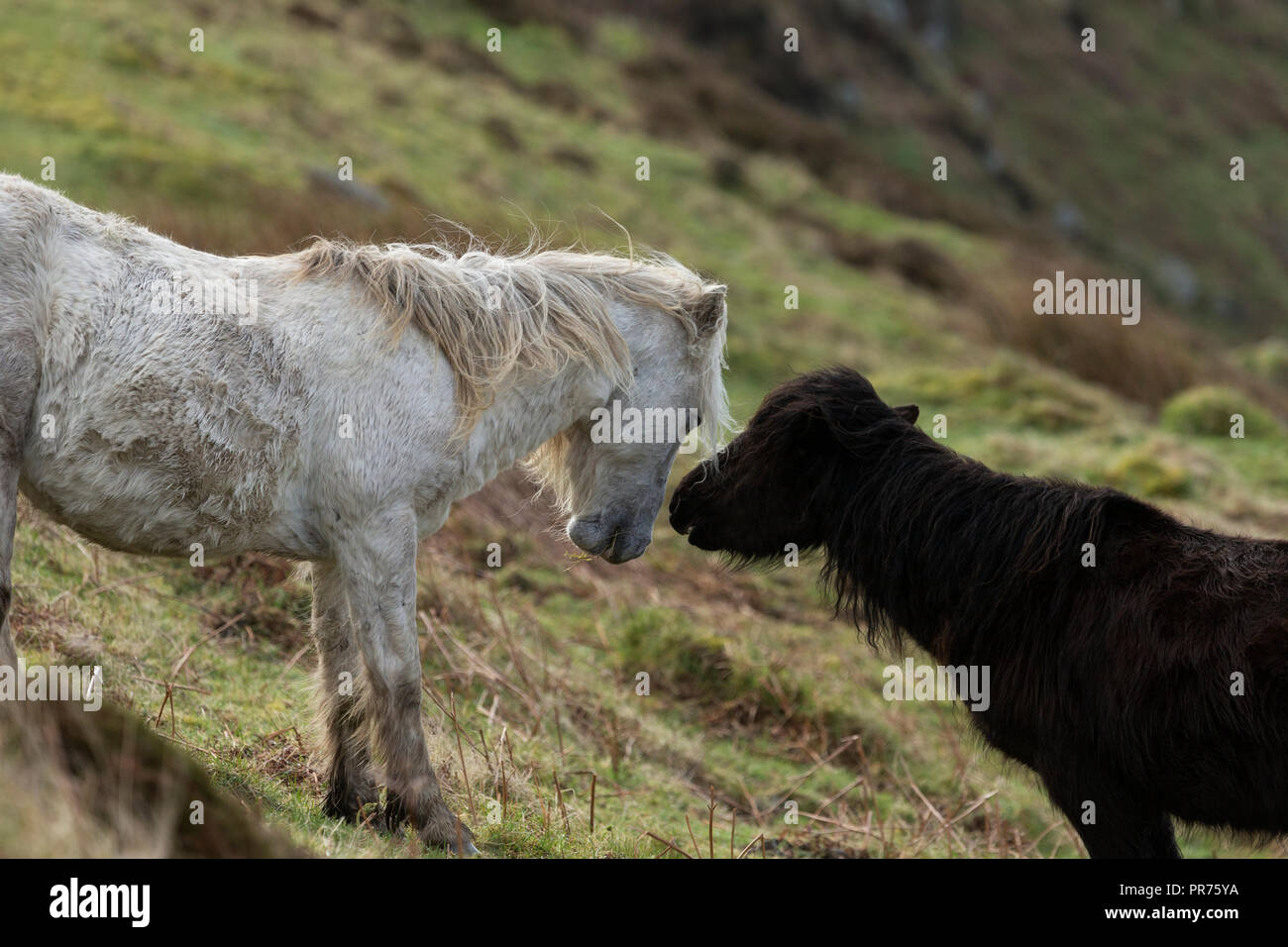 Wilde Wilde Eriskay Ponys Pferde auf der heiligen Insel, in Schottland, in Nordeuropa Stockfoto
