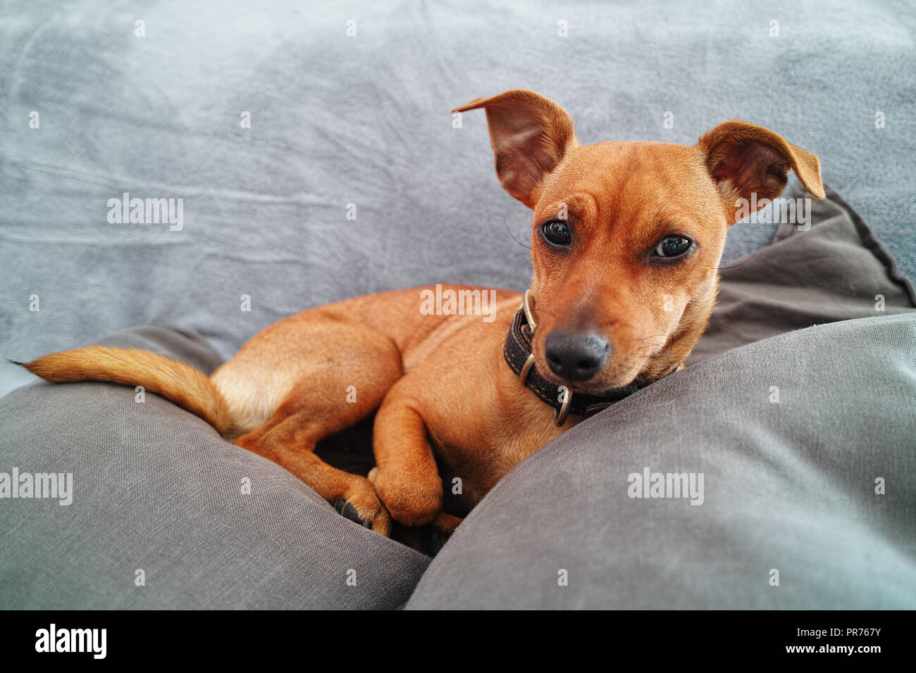 Braun Zwergpinscher Hund zu Hause entspannende über graues Sofa Stockfoto