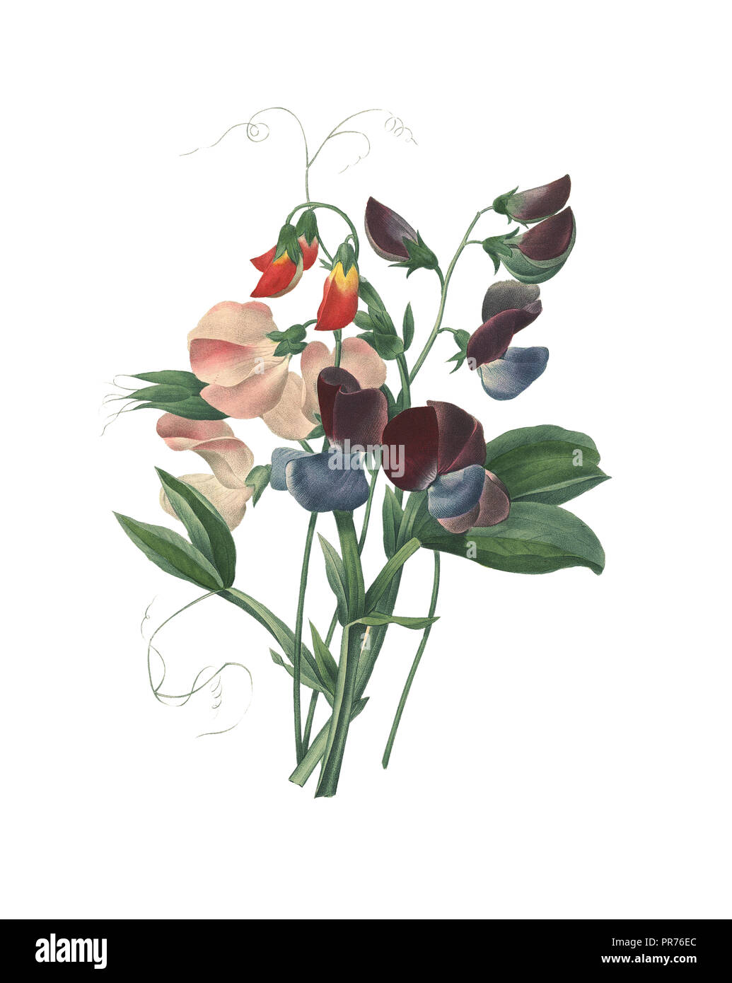 19. jahrhundert Abbildung: Sweet pea (Lathyrus Odoratus). Kupferstich von Pierre-Joseph Redoute. In Choix Des Plus Belles Fleurs, Paris (18 veröffentlicht. Stockfoto