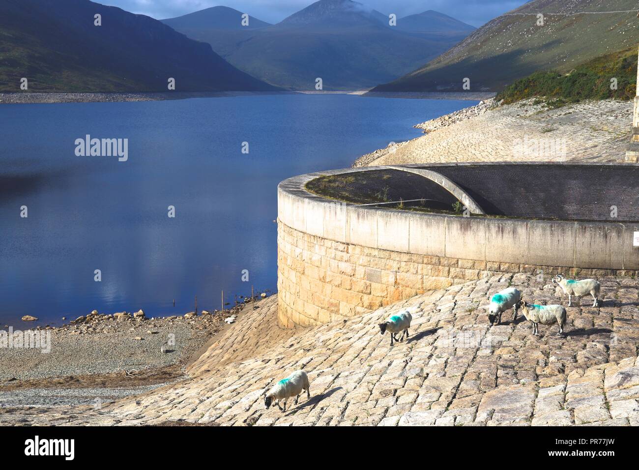 Schafe neben der Glocke Überlauf an Silent Valley Reservoir, Silent Valley Mountain Park, in der Nähe von Kilkeel, County Down, Nordirland, Großbritannien Stockfoto