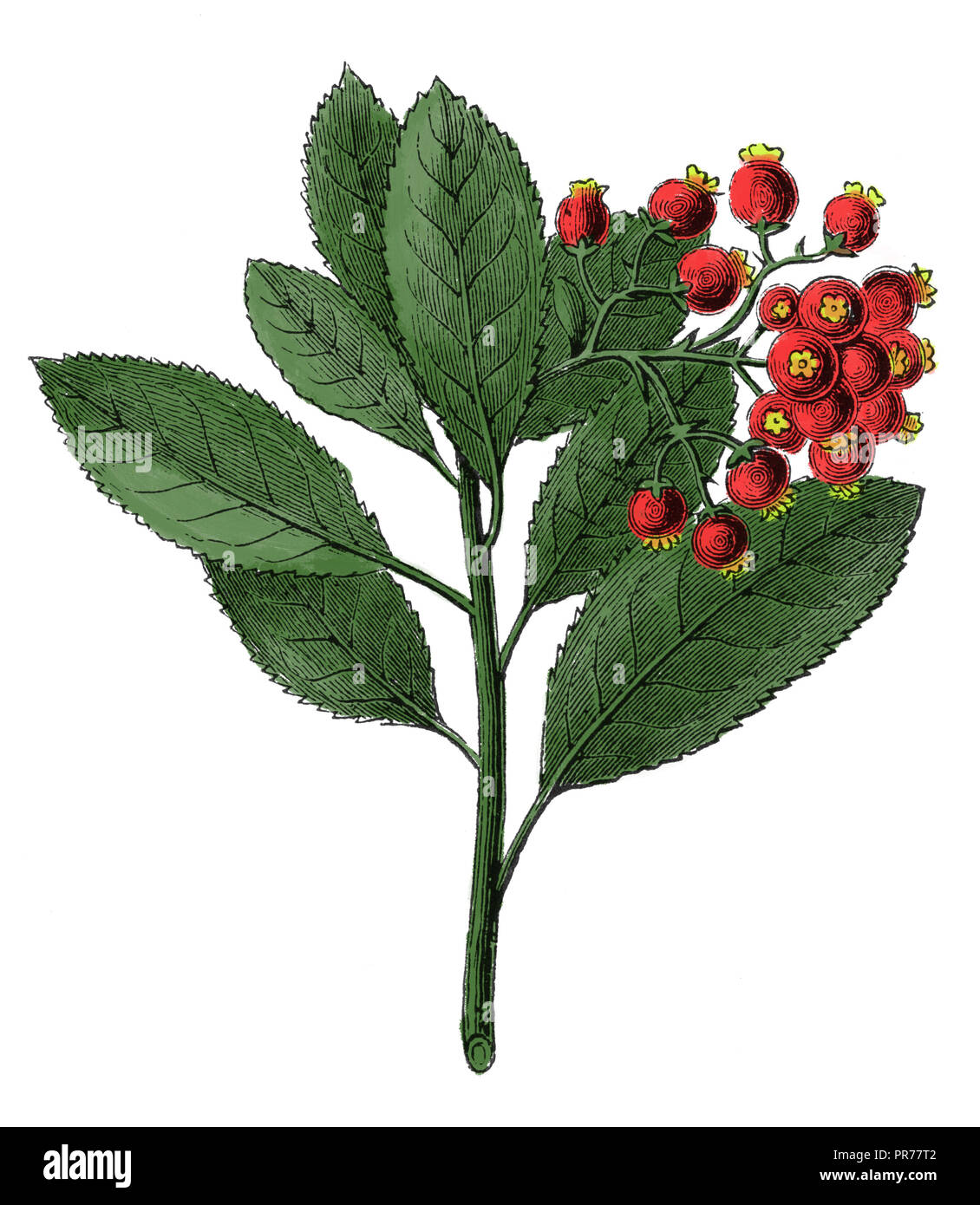 19 Abbildung: Arbutus unedo. In systematischer Bilder-Atlas zum Conversations-Lexikon, ikonographische Encyklopedie der Wiss veröffentlicht. Stockfoto