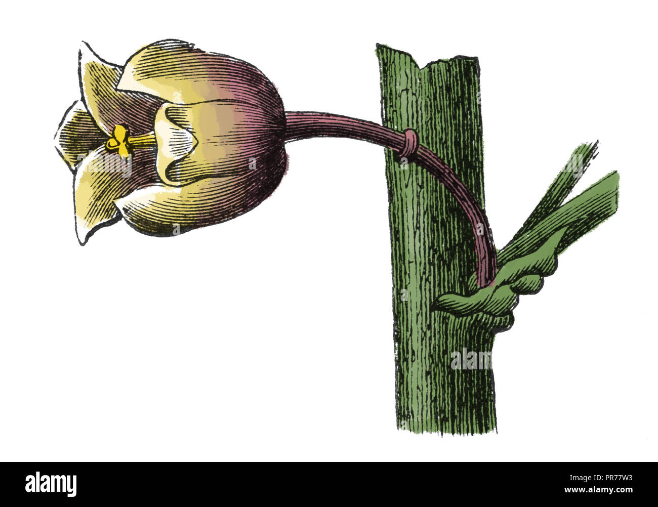 19 Abbildung: Asparagus officinalis Blüte. In systematischer Bilder-Atlas zum Conversations-Lexikon, ikonographische Encykl veröffentlicht. Stockfoto