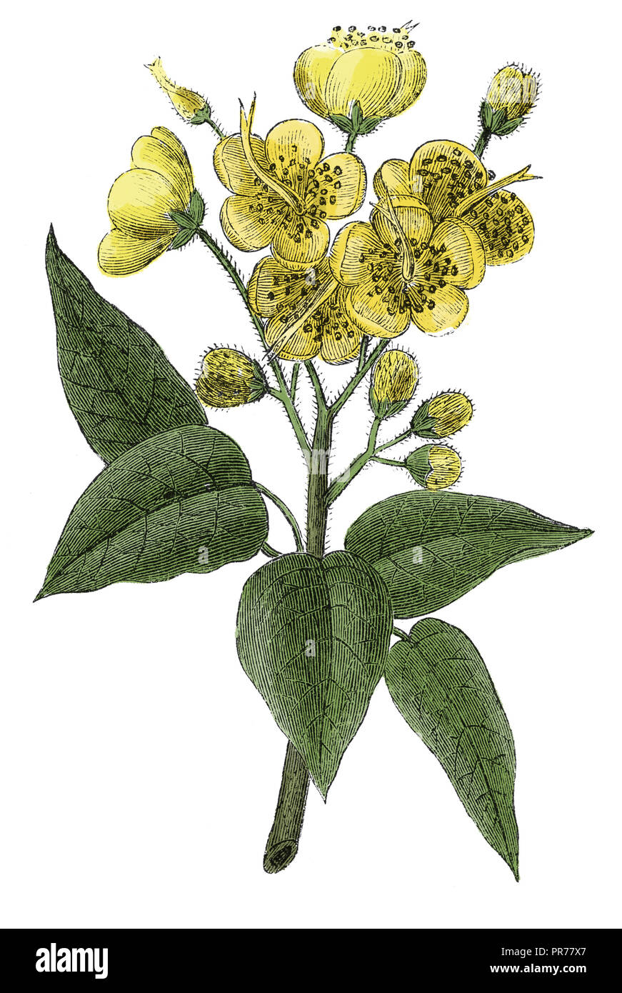19 Abbildung: Berberis vulgaris, auch als beberitze oder Berberitze bekannt. In systematischer Bilder-Atlas zum Gespräch veröffentlicht. Stockfoto