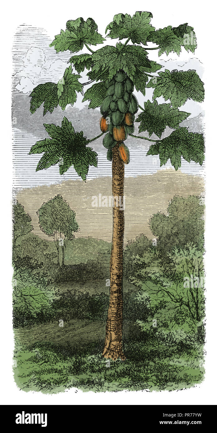 19 Abbildung: Carica papaya. In systematischer Bilder-Atlas zum Conversations-Lexikon, ikonographische Encyklopedie der Wiss veröffentlicht. Stockfoto