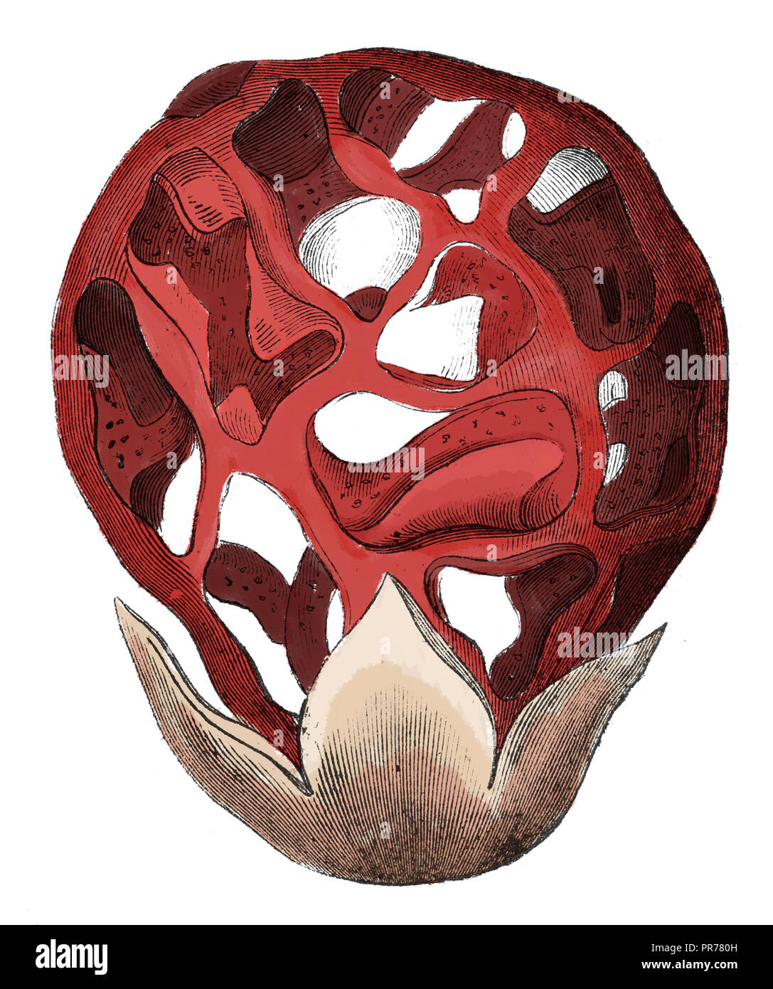 19 Abbildung: Clathrus ruber, bekannt als der vergitterten Exemplar des Gemeinen Stinkmorchels, den Korb Exemplar des Gemeinen Stinkmorchels oder der rote Käfig. In systematischer Bilder veröffentlicht. Stockfoto