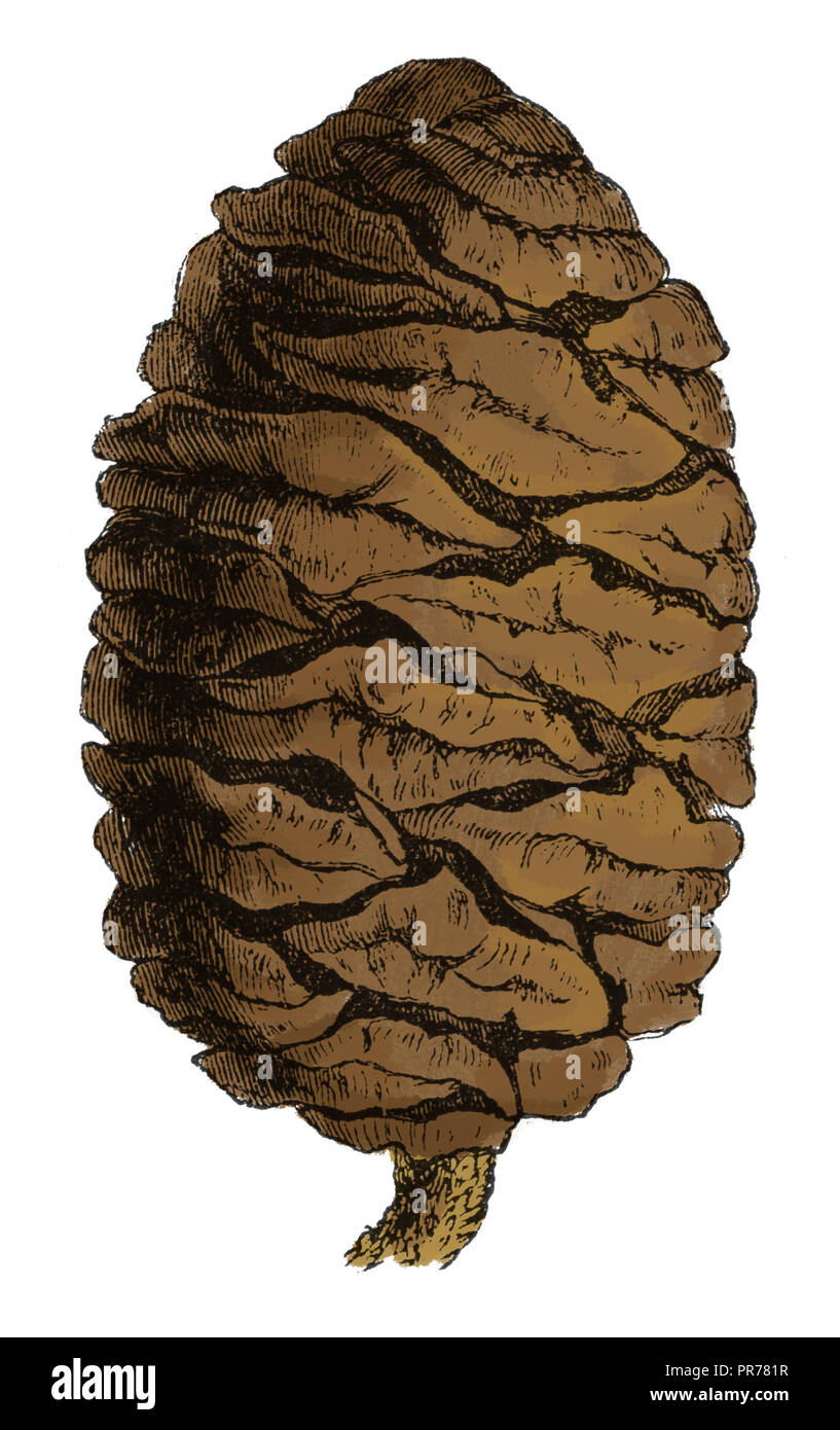 19 Abbildung eines gigantischen Sequoia Kegel. In systematischer Bilder-Atlas zum Conversations-Lexikon, ikonographische Encyklopedie Veröffentlicht d Stockfoto