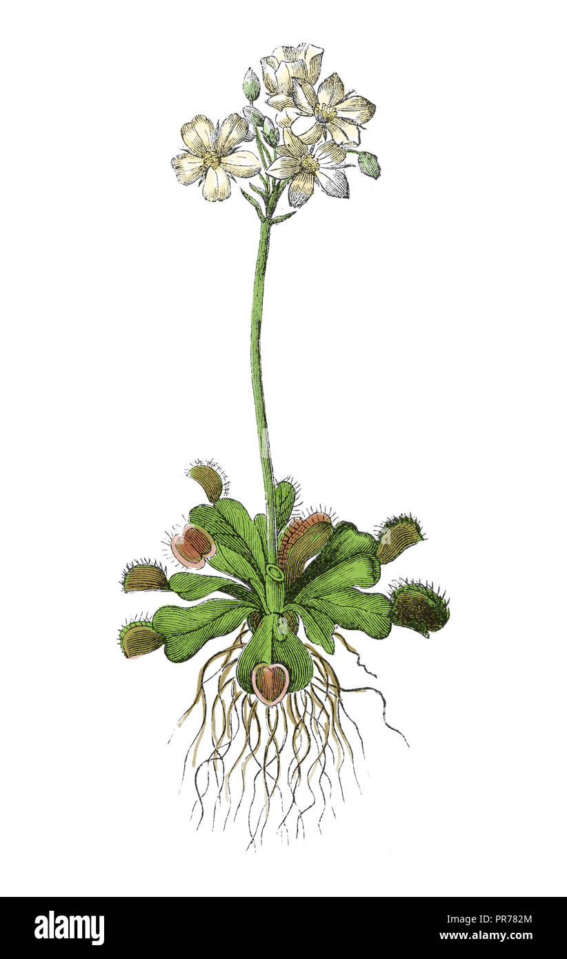 19 Abbildung: Venus Fliegenfalle Dionaea muscipula, bekannt als. In systematischer Bilder-Atlas zum Conversations-Lexikon, Ikonograph veröffentlicht. Stockfoto
