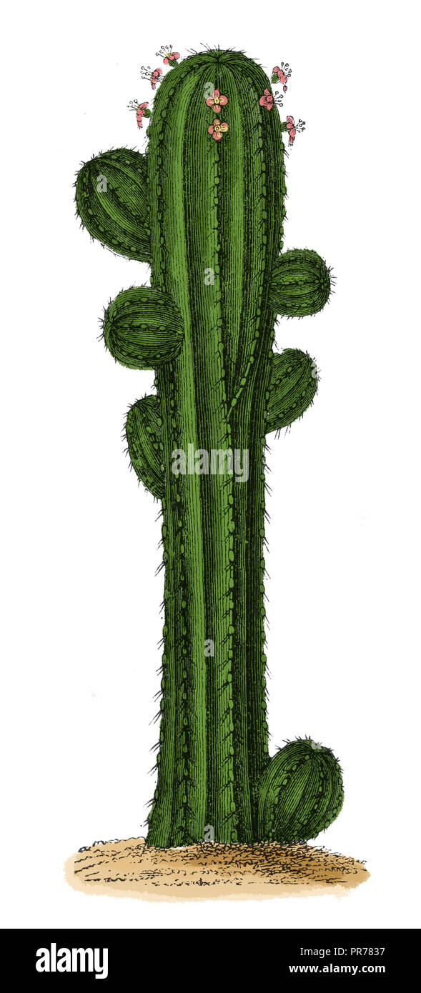 19 Abbildung von Euphorbia officinarum. In systematischer Bilder-Atlas zum Conversations-Lexikon, ikonographische Encyklopedie veröffentlicht. Stockfoto