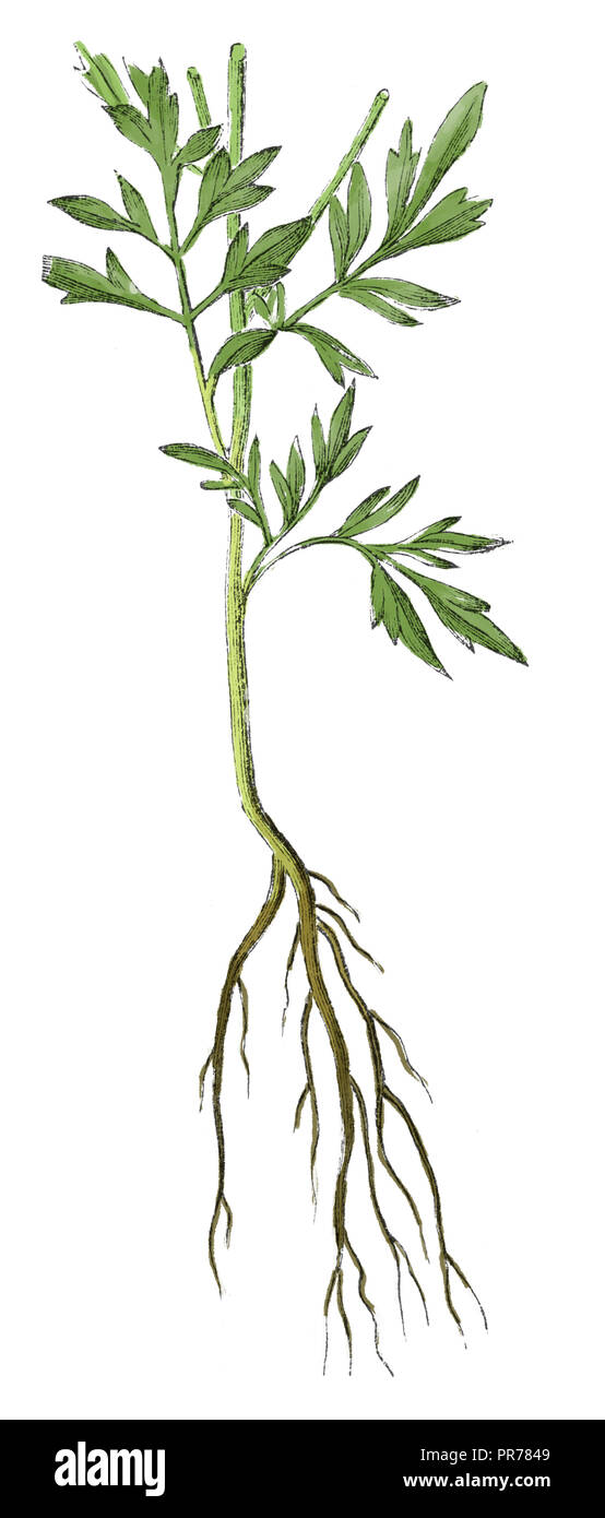 19 Abbildung: Gartenkresse (Lepidium sativum). In systematischer Bilder-Atlas zum Conversations-Lexikon, ikonographische Ency veröffentlicht. Stockfoto