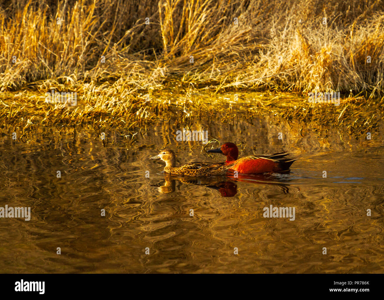 Die cyanoptera cinnamon Teal (Spachtel) Stockfoto