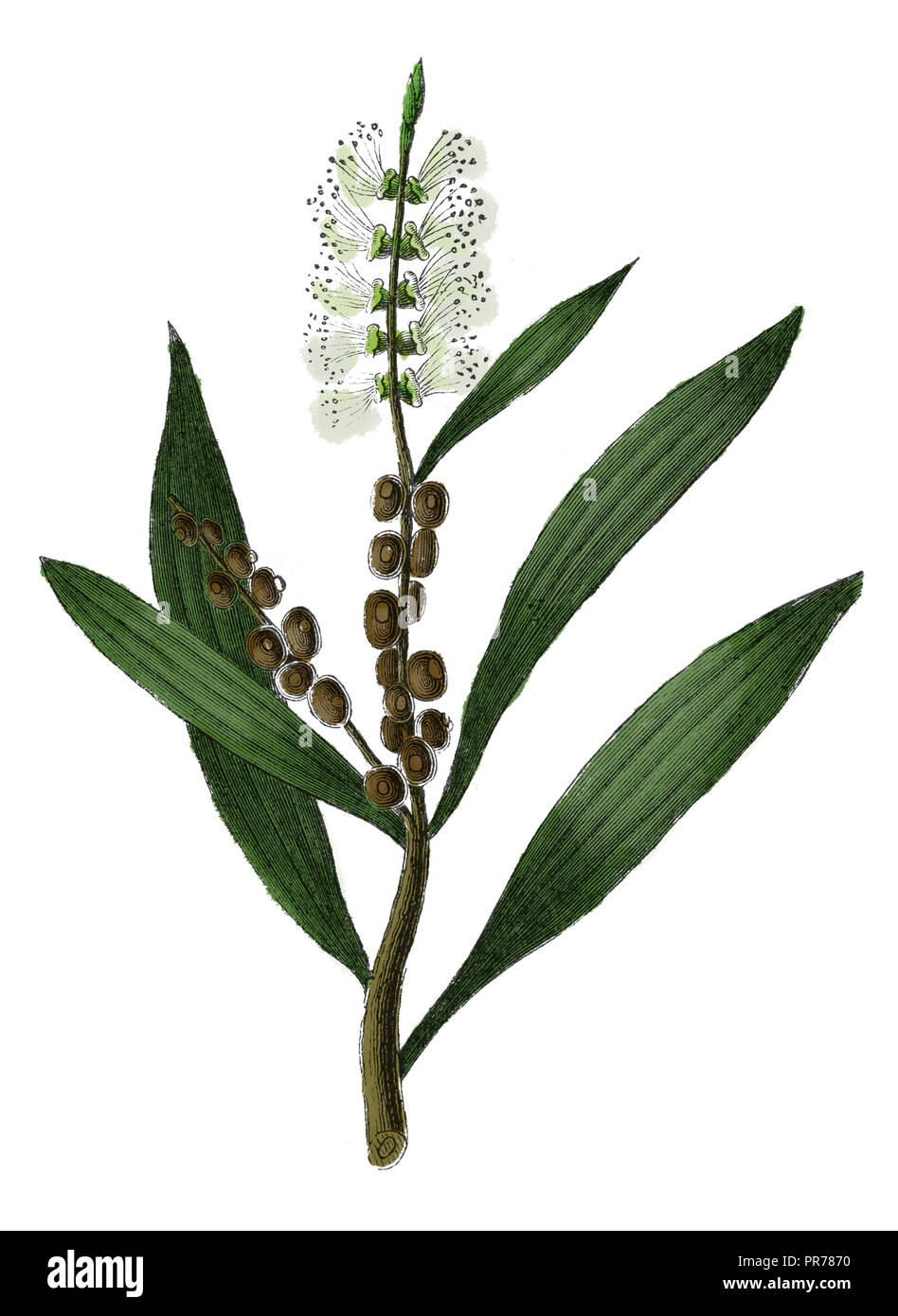 19 Abbildung: Melaleuca cajeputi. In systematischer Bilder-Atlas zum Conversations-Lexikon, ikonographische Encyklopedie der veröffentlicht. Stockfoto