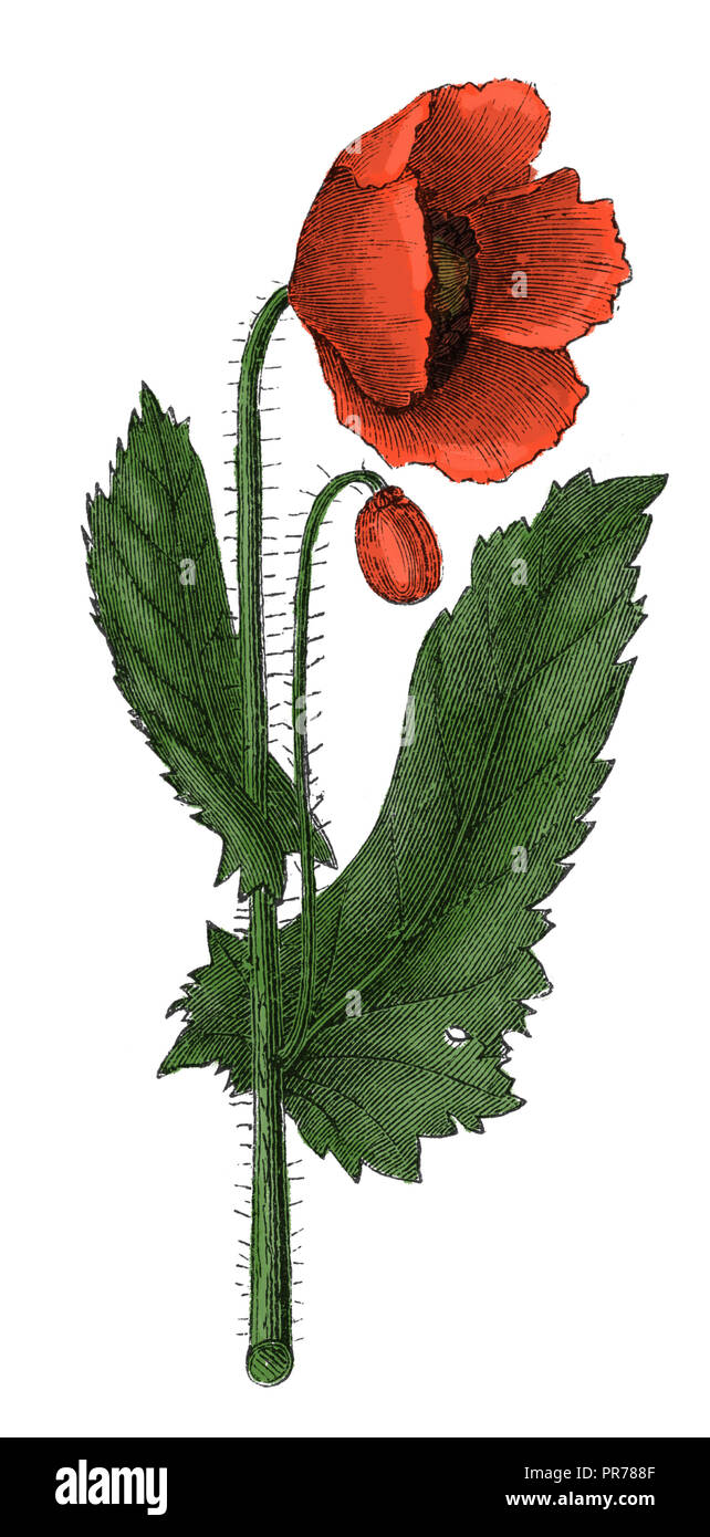 19 Abbildung: Mohn (Papaver officinale). In systematischer Bilder-Atlas zum Conversations-Lexikon, ikonographische Encyklo veröffentlicht. Stockfoto