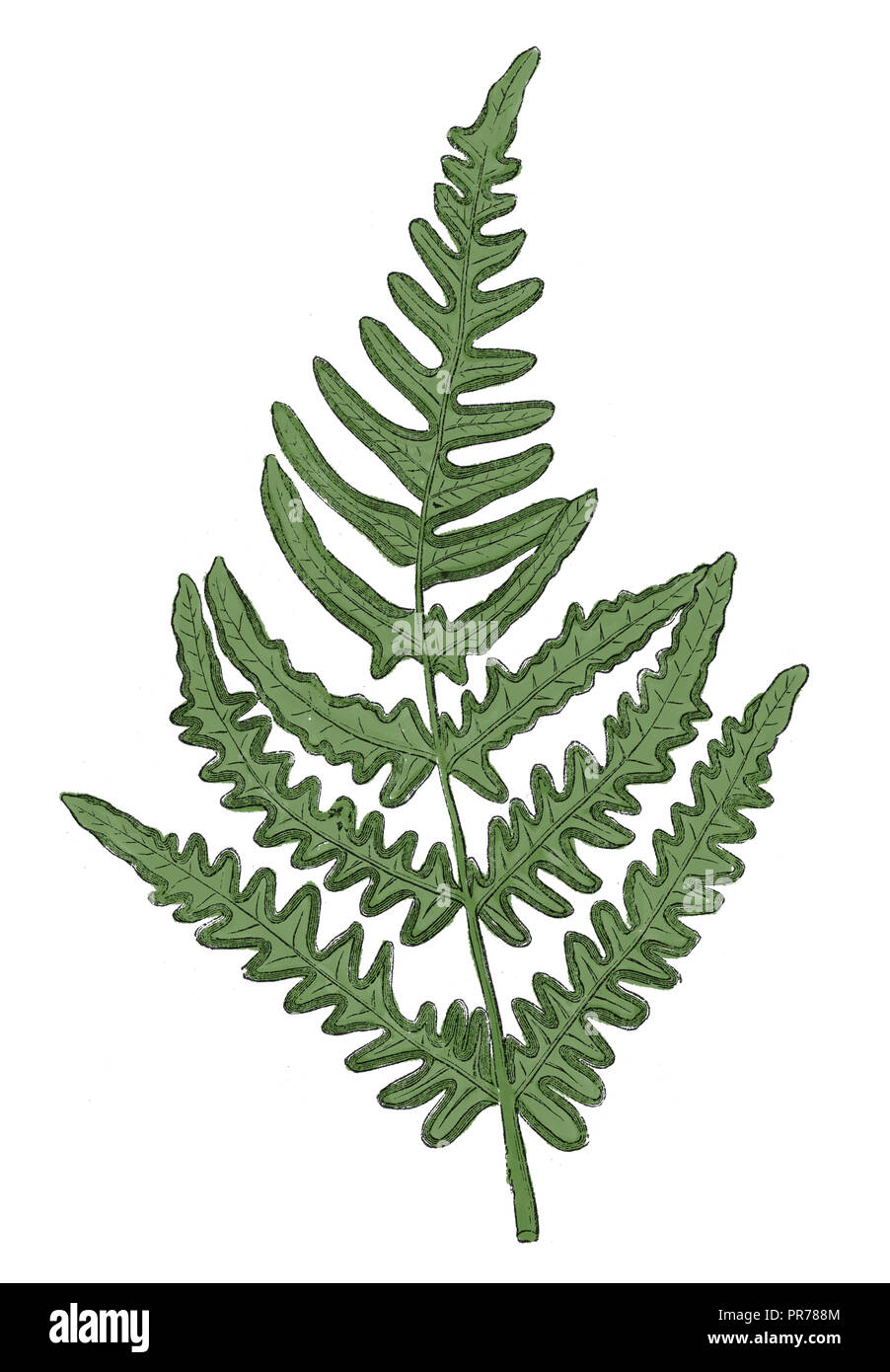 19 Abbildung: Pteridium aquilinum (Adlerfarn, Bremse oder gemeinsamen bracken), auch bekannt als Eagle Farn, ist eine Pflanzenart aus der Gattung der Farn in tem auftreten Stockfoto