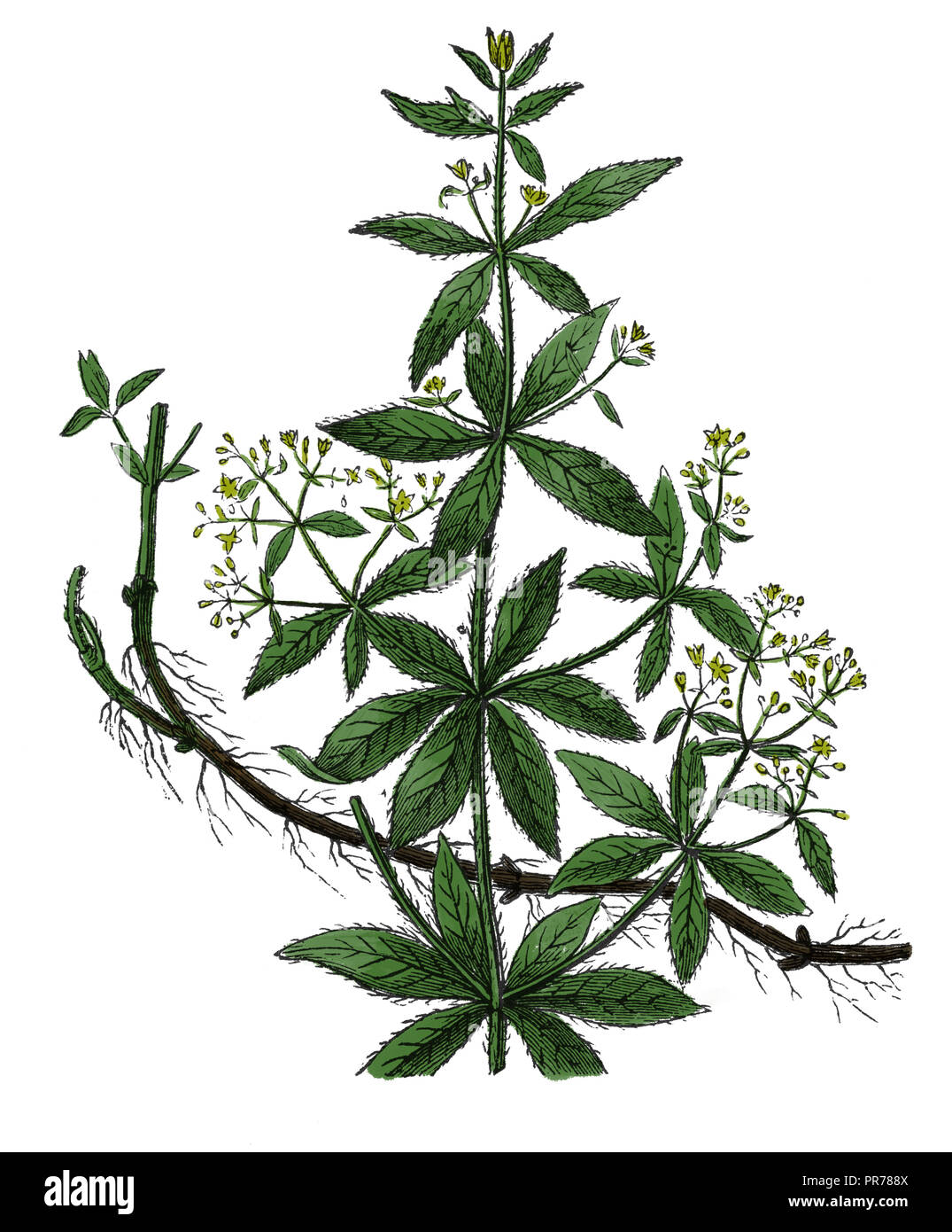 19 Abbildung: rubia tinctorum oder die gemeinsame Krapp oder Dyer Krapp, einer Pflanzenart in der Gattung Rubia. In systematischer Bi veröffentlicht. Stockfoto