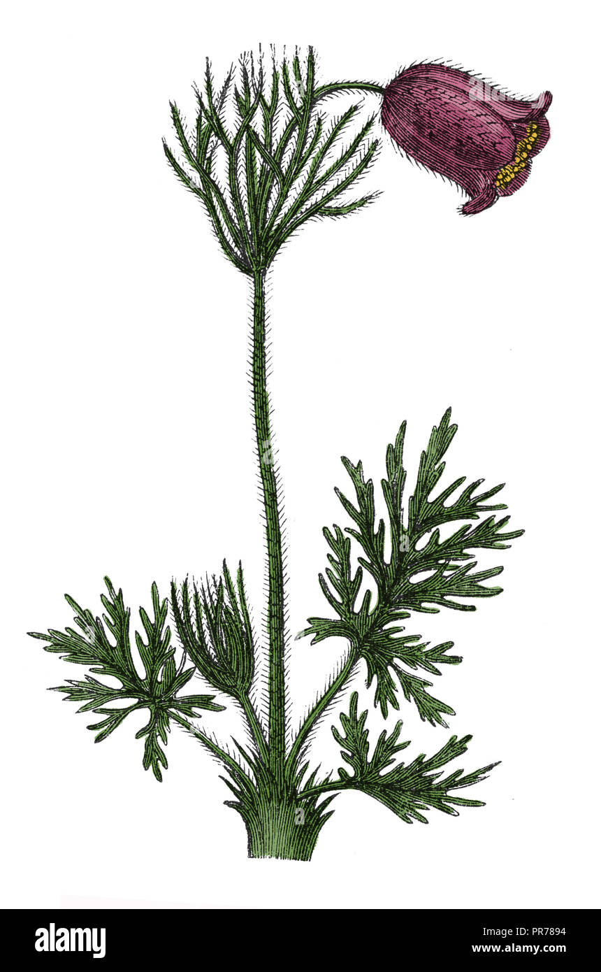 19 Abbildung: Pulsatilla pratensis (kleine Pasque flower). In systematischer Bilder-Atlas zum Conversations-Lexikon, Ikonograp veröffentlicht. Stockfoto