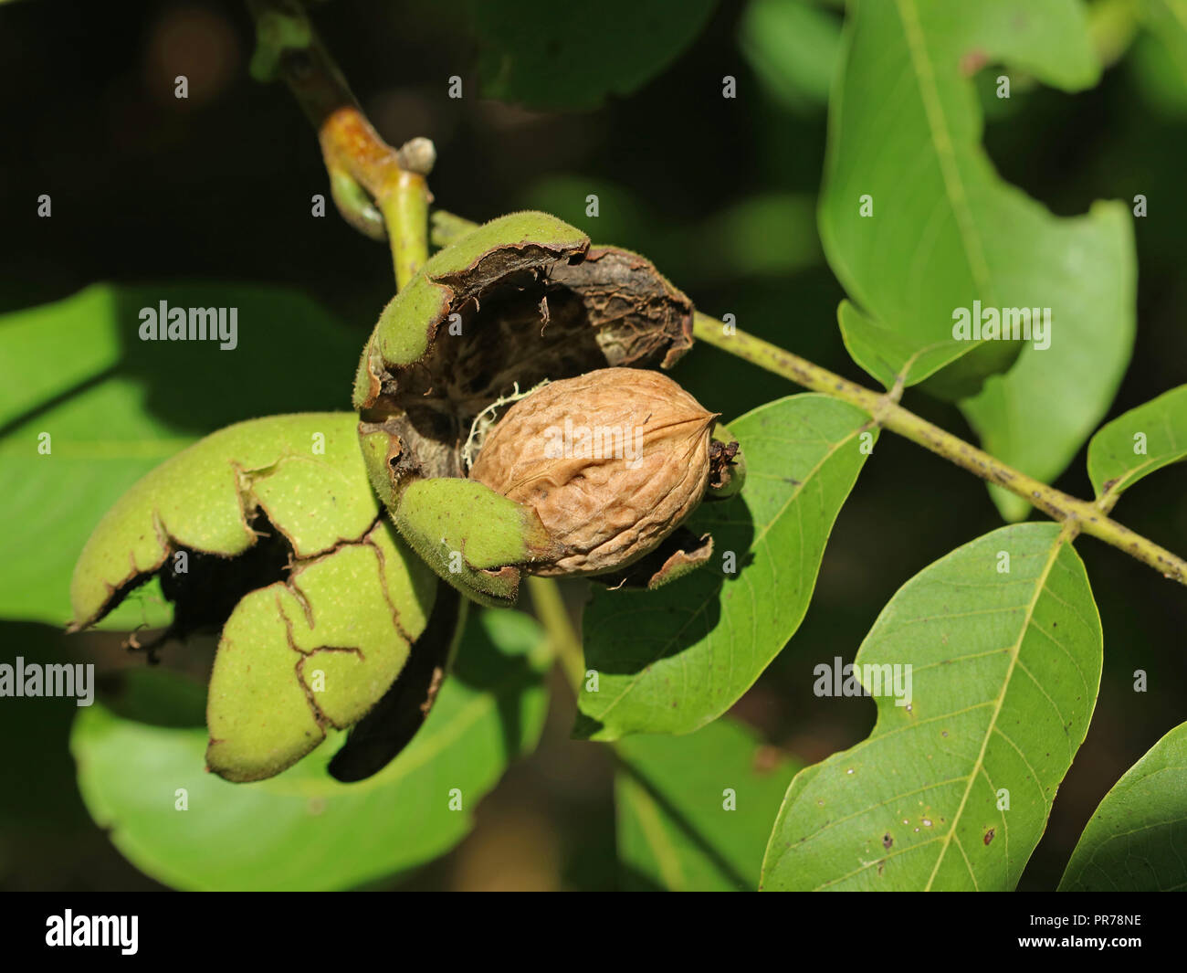In der Nähe von Reifen Walnuss auf dem Ast eines Baumes Stockfoto