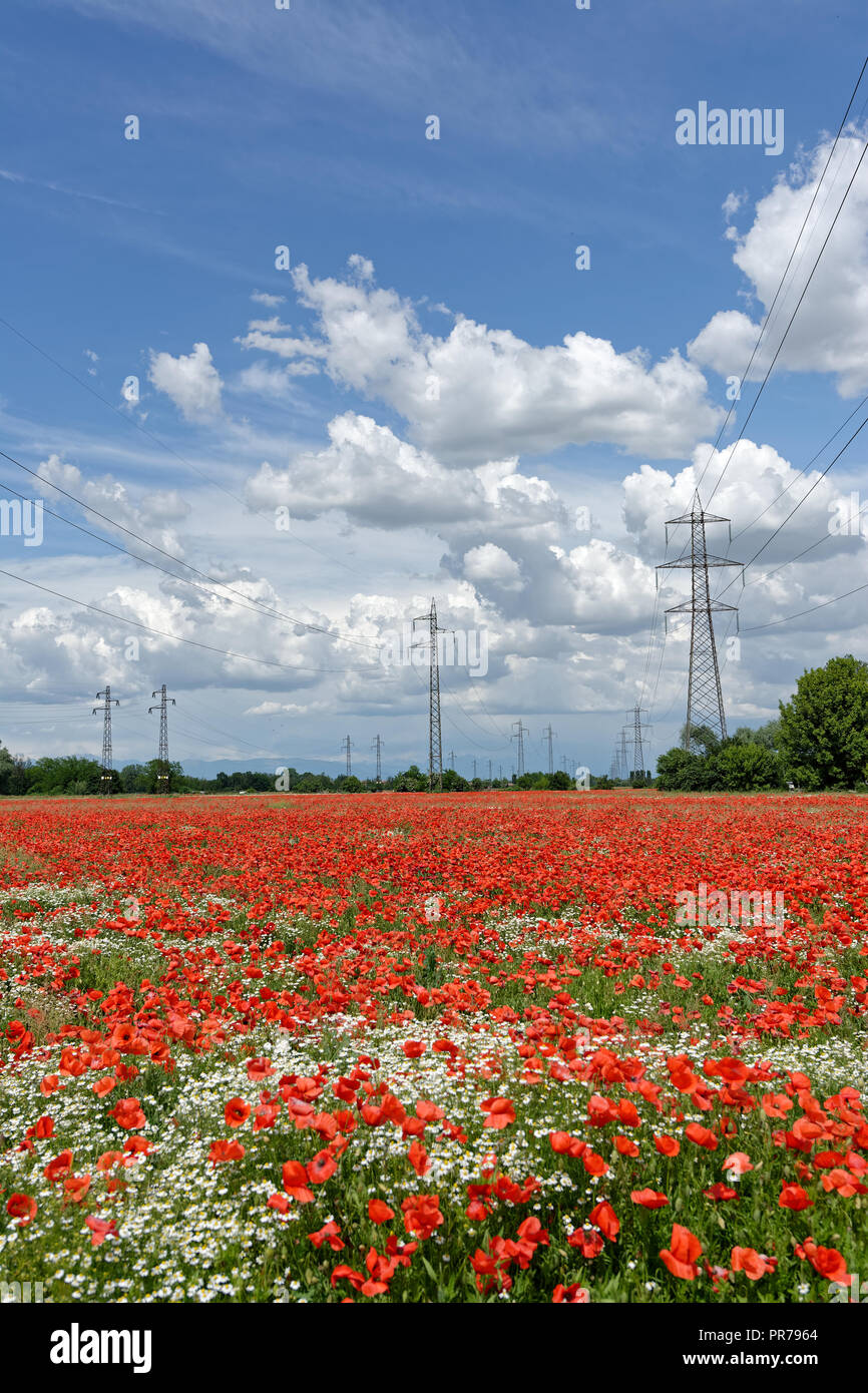 Großes Feld gefüllt mit roter Mohn und mit einer erstaunlichen bewölkter Himmel Stockfoto