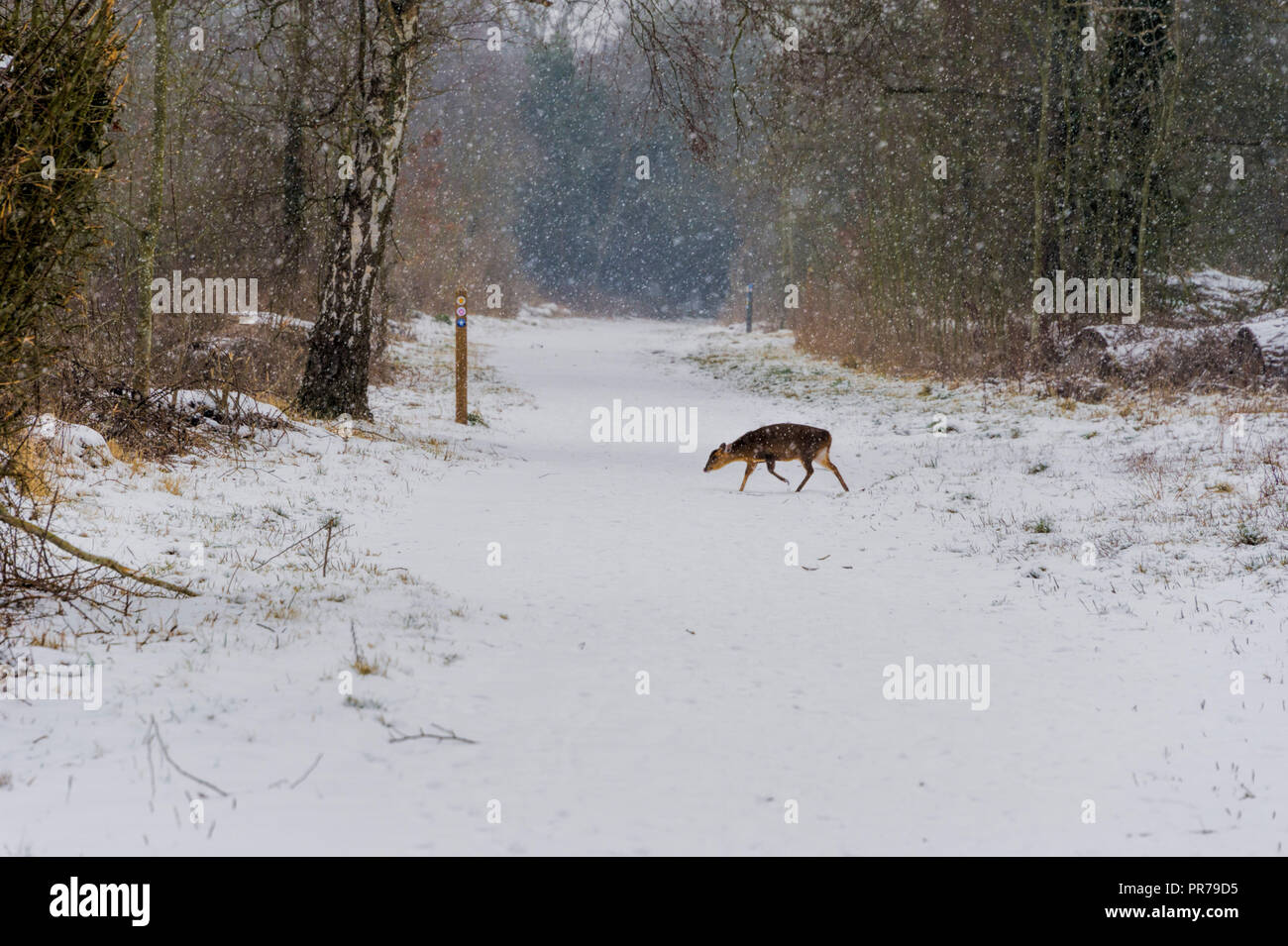 Muntjac Reh wandern im Schnee auf der Suche nach Nahrung Frogmore, Großbritannien Stockfoto
