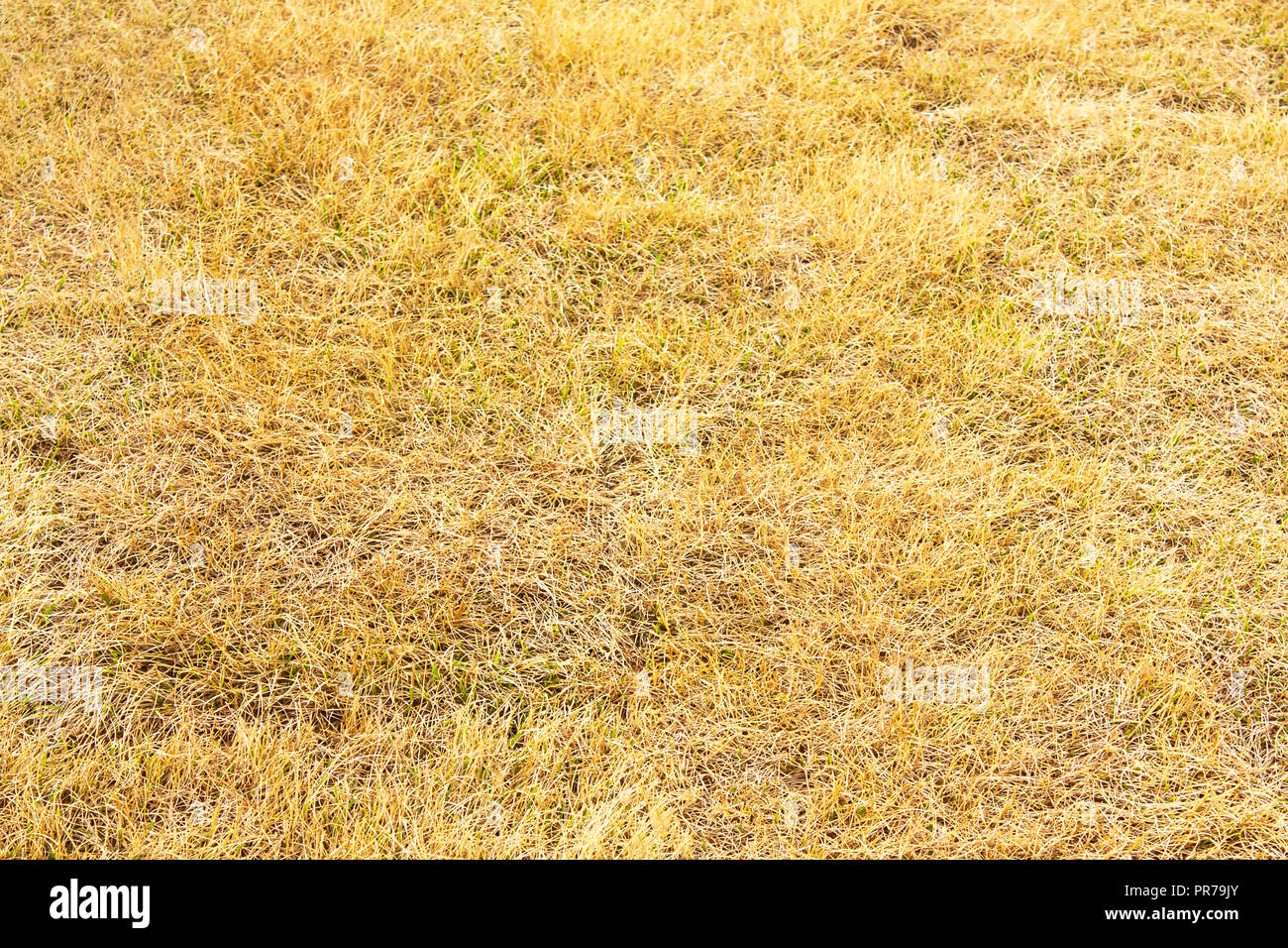 Gelb verblasst Gras Stockfoto