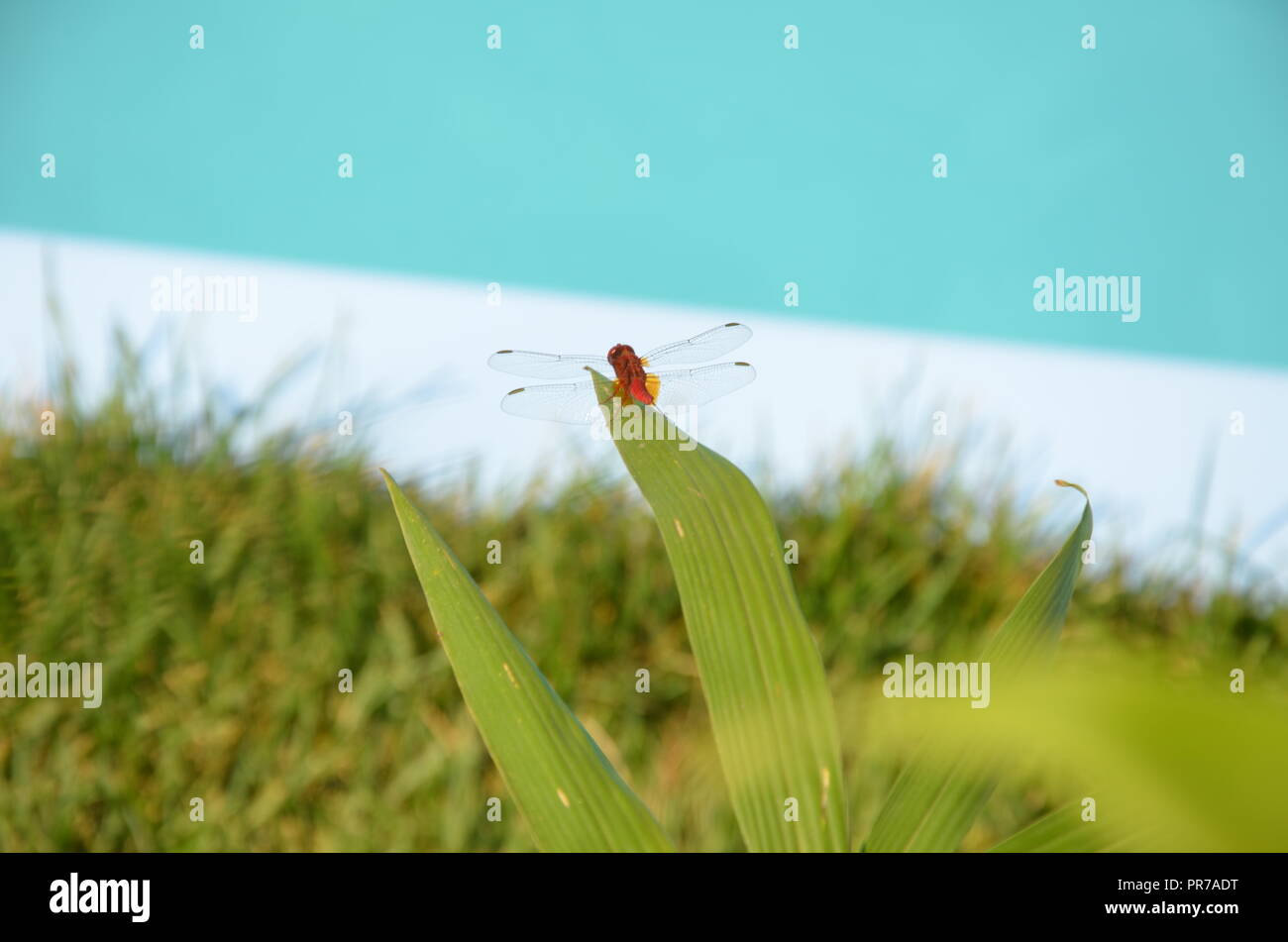 Rote Libelle im Garten Stockfoto