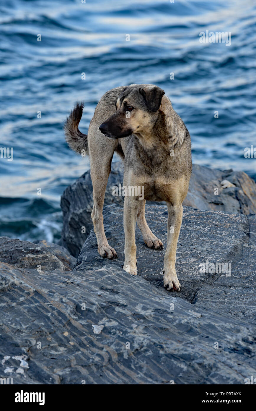 Inukai stehend auf dem felsigen Ufer des Serail Punkt, Istanbul, Türkei, Europa. Stockfoto