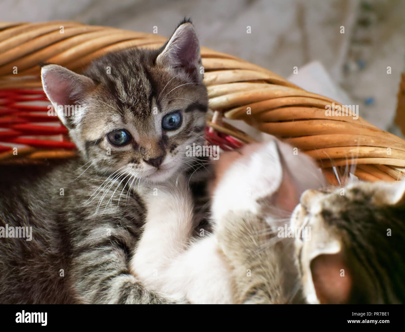Kätzchen im Korb Stockfoto