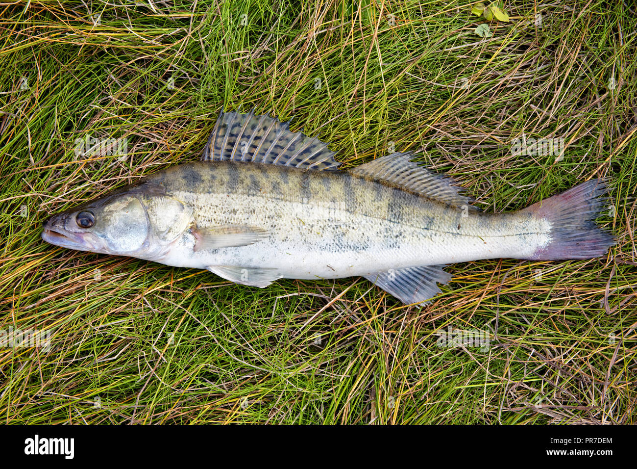 Individuell gefangen Fotos und Bildmaterial in hoher Auflösung Alamy
