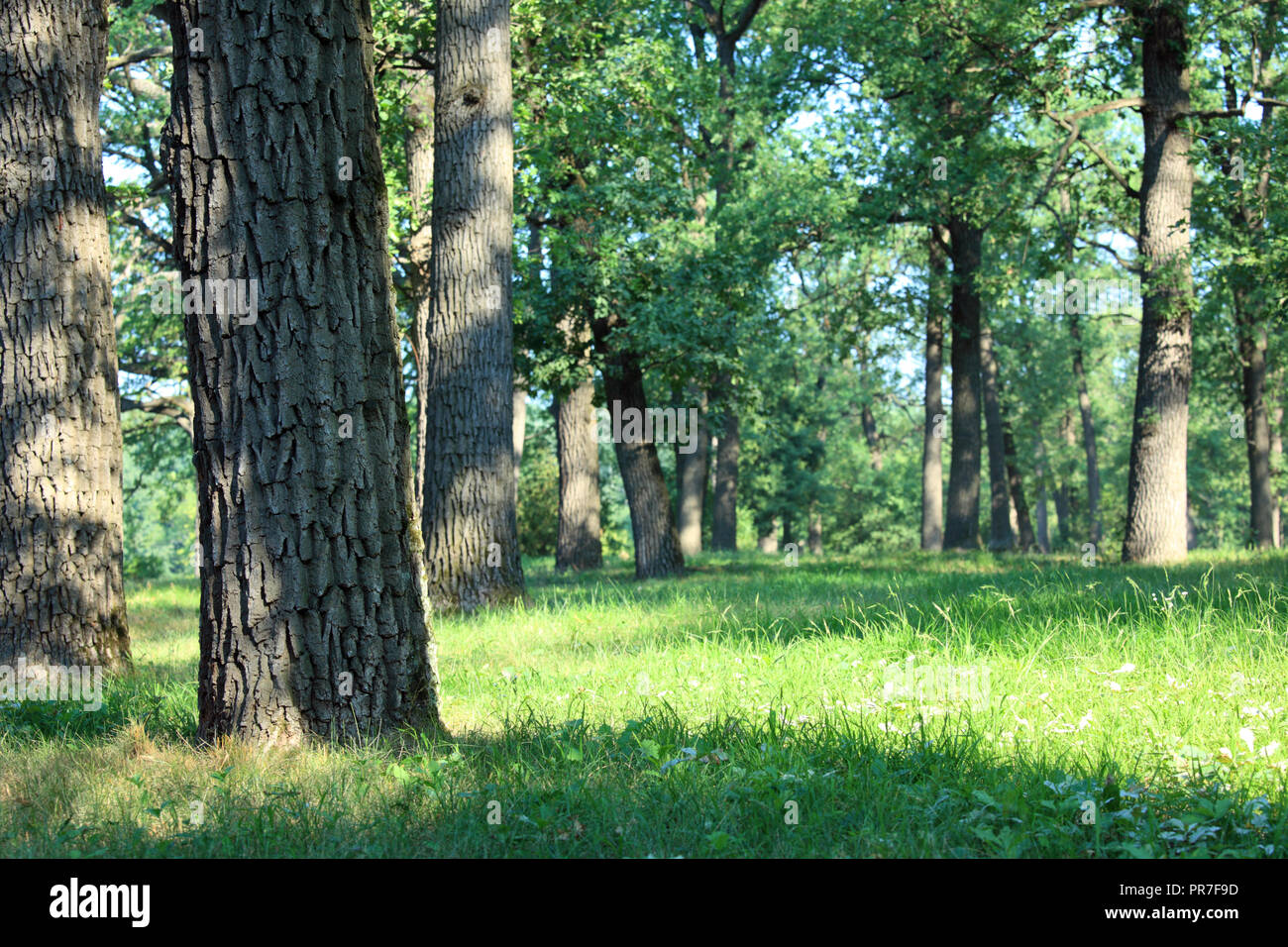 Sommertag im Eichenwald im Sofijivsky Park, Uman, Ukraine Stockfoto