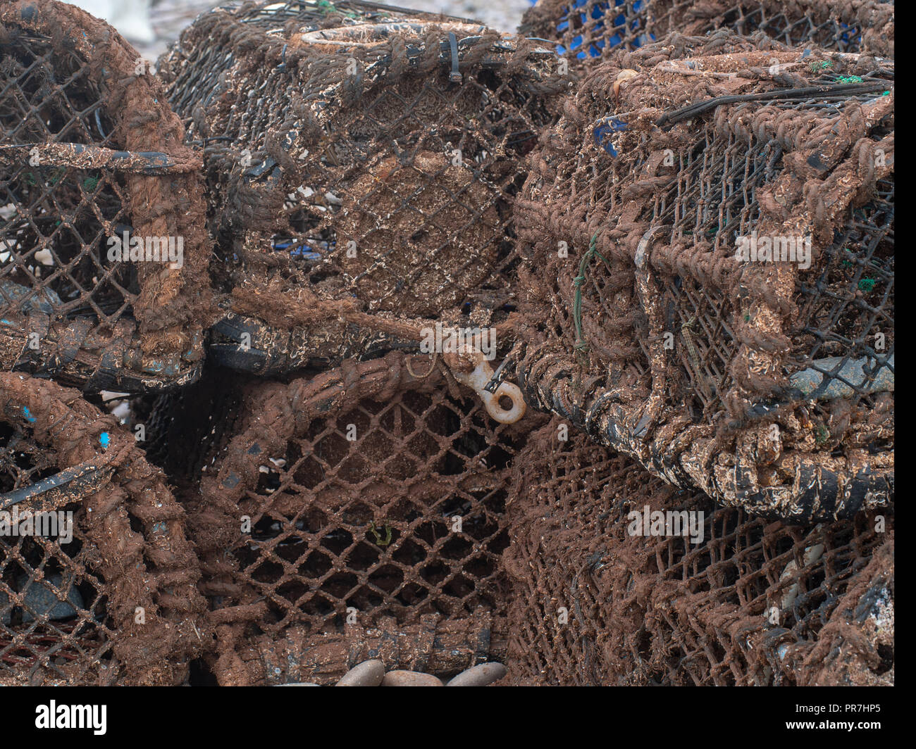 Krabbe Reusen am Strand von Budleigh Salterton, East Devon, Großbritannien. Stockfoto