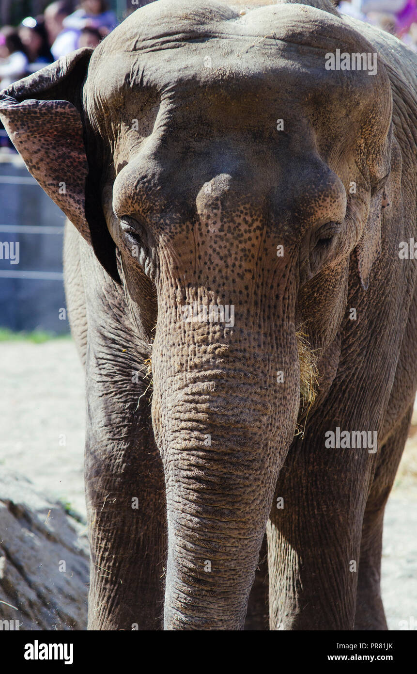 ZOO in Skopje, Skopje, R, Mazedonien. September 29, 2018 12:00 MESZ. Feier bezüglich neuer Tiere in Skopje ZOO, zwei Elefanten Dunja und Daela. Credit: Dragan Ristovski/Alamy leben Nachrichten Stockfoto