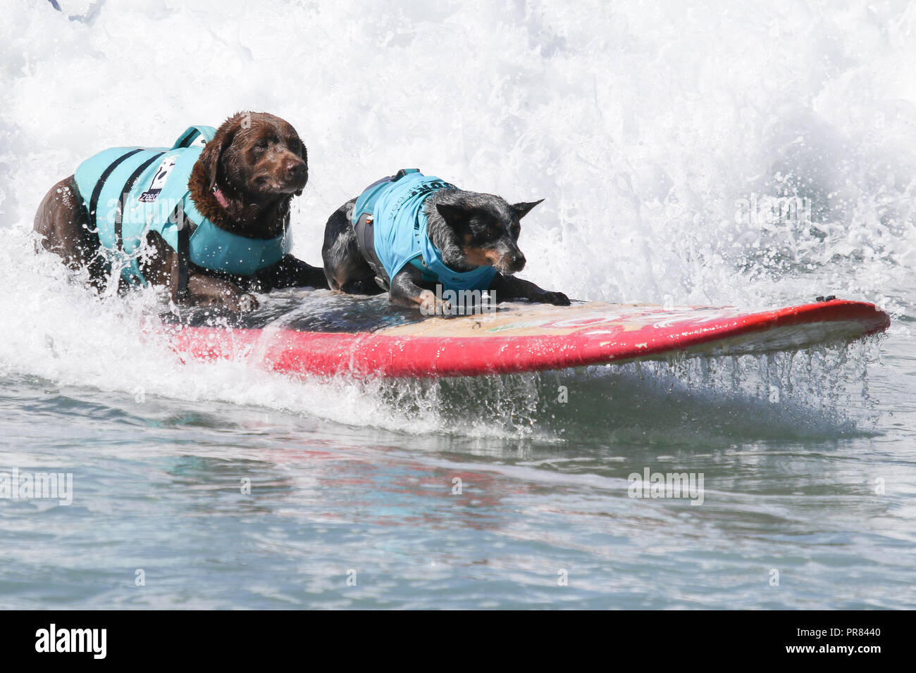 Huntington Beach, Kalifornien, USA. 29, September, 2018. Hund surfer Bono und Maya Fahrt eine Welle zusammen in der Tandem Kategorie am 10. jährlichen Surf City Surf Dog Wettbewerb bei Huntington Hundestrand in Huntington Beach, Kalifornien am 29. September 2018 statt. Credit: Sheri Determan/Alamy leben Nachrichten Stockfoto