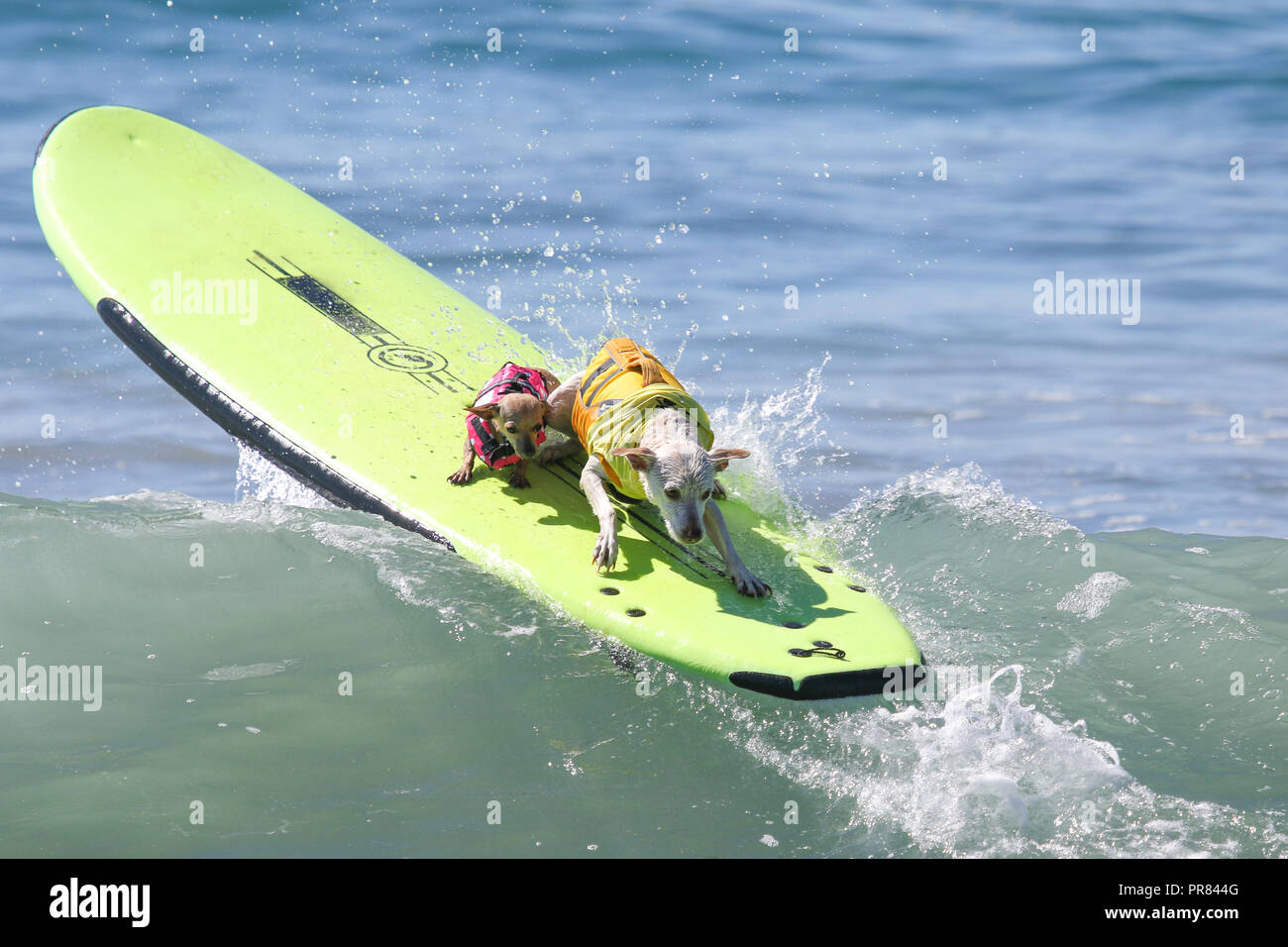 Huntington Beach, Kalifornien, USA. 29, September, 2018. Hund Surfer. Titi und Zucker, fahren Tandem auf einer Welle am 10. jährlichen Surf City Surf Dog Wettbewerb bei Huntington Hund Strand, in Huntington Beach, Kalifornien am 29. September 2018. Credit: Sheri Determan/Alamy leben Nachrichten Stockfoto
