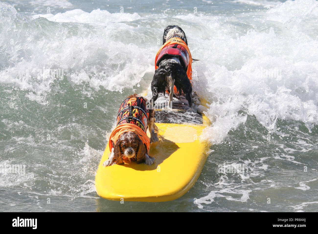 Huntington Beach, Kalifornien, USA. 29, September, 2018. Hund Surfer, Delilah und Simson fahren tandem Zurück zu auf einer Welle am 10. jährlichen Surf City Surf Dog Wettbewerb bei Huntington Hundestrand in Huntington Beach, Kalifornien am 29. September 2018. Credit: Sheri Determan/Alamy leben Nachrichten Stockfoto