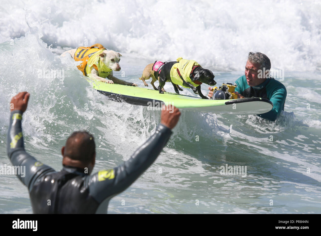 Huntington Beach, Kalifornien, USA. 29, September, 2018. Surfen hunde Zucker, Titi, und Kiwi auf jubelten, als Sie fahren an einen Fotografen und Reiten Sie die Welle zusammen in der Tandem-Wettbewerb am 10. jährlichen Surf City Surf Dog Wettbewerb bei Huntington Hundestrand in Huntington Beach, Kalifornien am 29. September 2018. Credit: Sheri Determan/Alamy leben Nachrichten Stockfoto