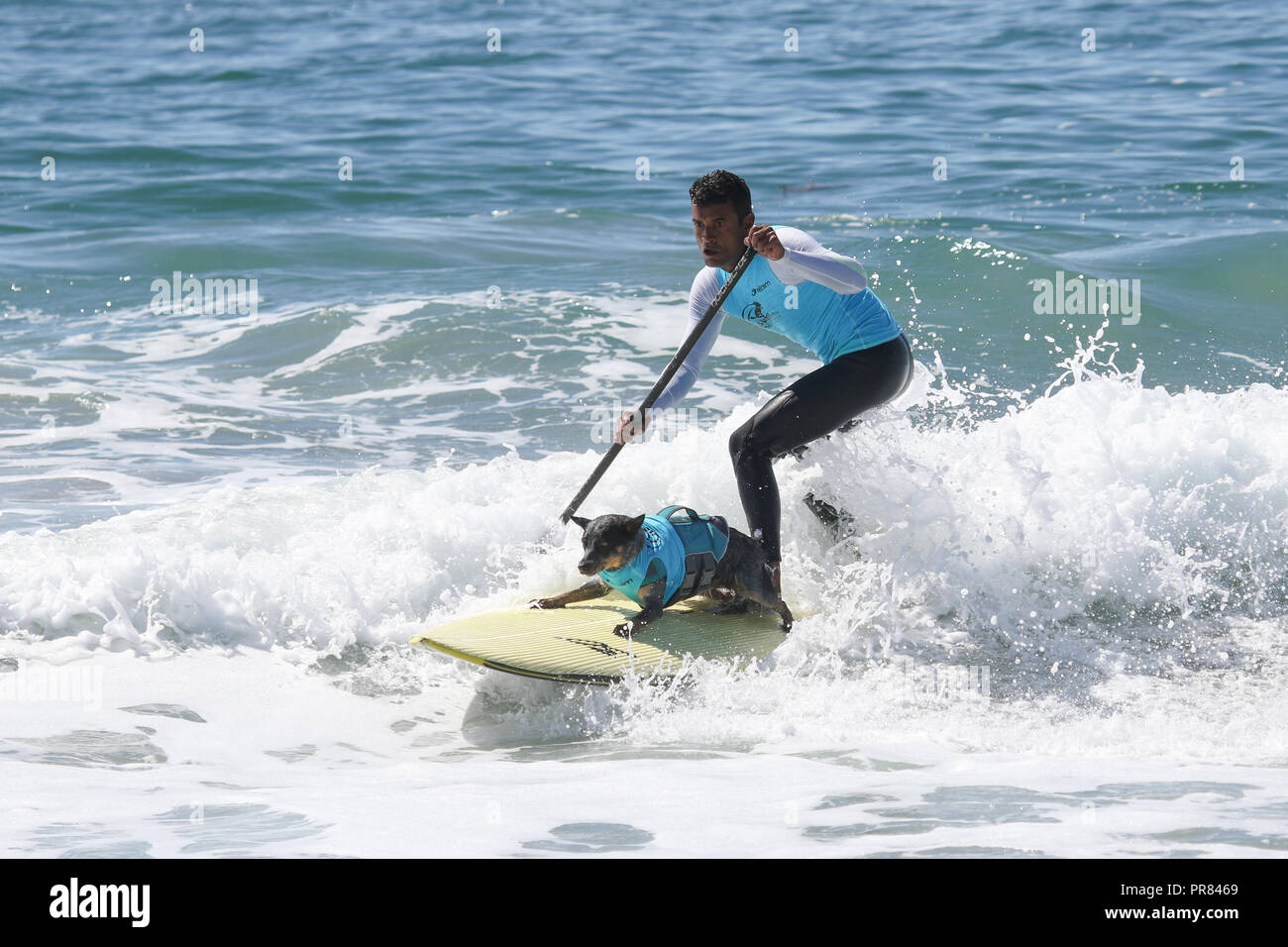 Huntington Beach, Kalifornien, USA. 29, September, 2018. Hund surfer Maya und ihre Besitzer, Gilson de Moraes, ritt eine Welle auf ein paddle Board zusammen am 10. jährlichen Surf City Surf Dog Wettbewerb bei Huntington Hundestrand in Huntington Beach, Kalifornien am 29. September 2018 statt. Credit: Sheri Determan/Alamy leben Nachrichten Stockfoto