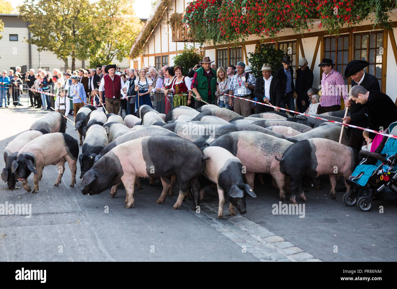 Stuttgart, Deutschland. 30. September 2018. Im Rahmen der 200-Jahr-Feier des Cannstatter Volksfest, Schweine laufen durch die Cannstatter Wasen. Quelle: dpa Picture alliance/Alamy leben Nachrichten Stockfoto