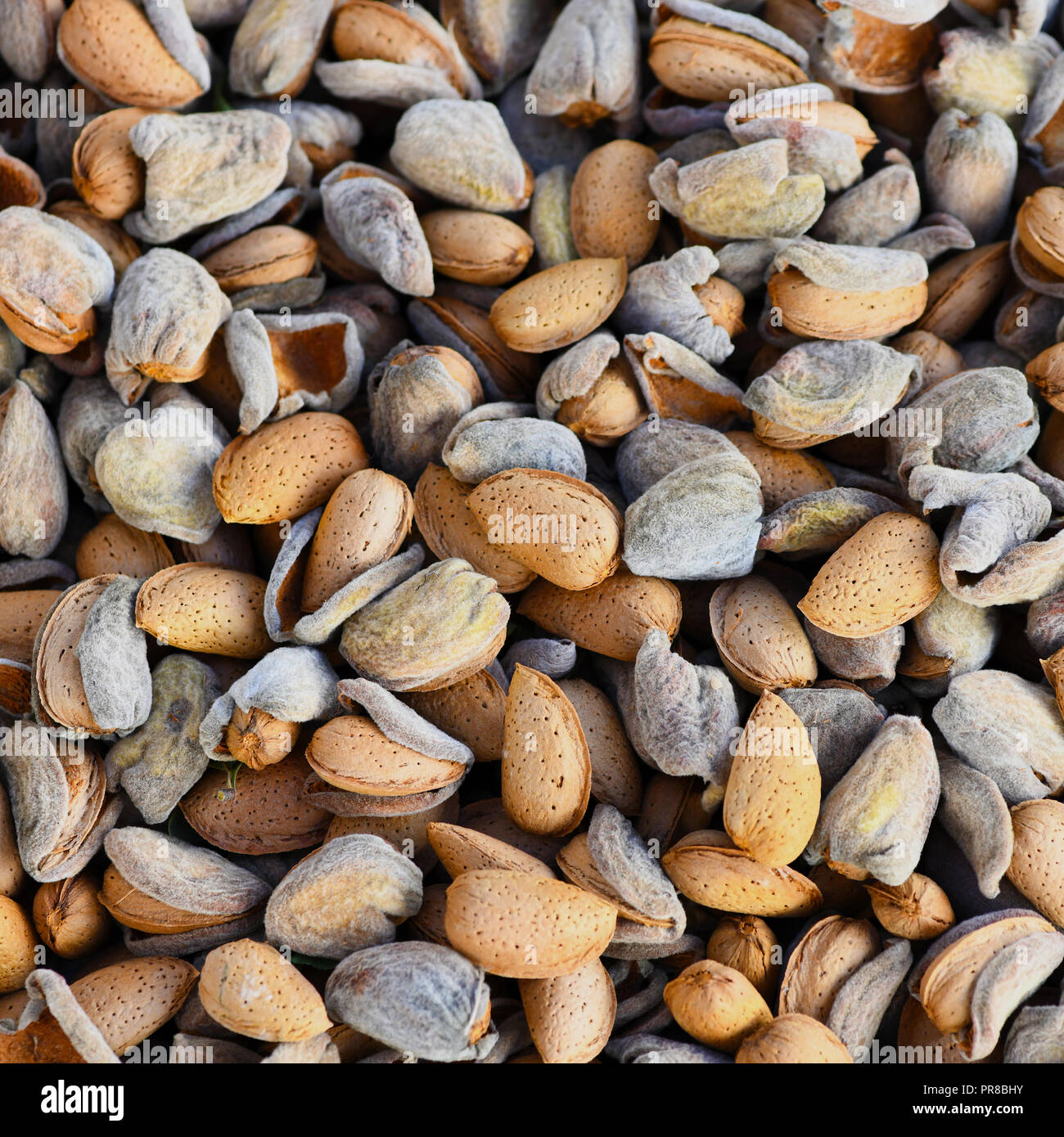 Mandeln ohne Schale in Schale neu Ernte full frame square Bild Text über legen und Platz kopieren Stockfoto