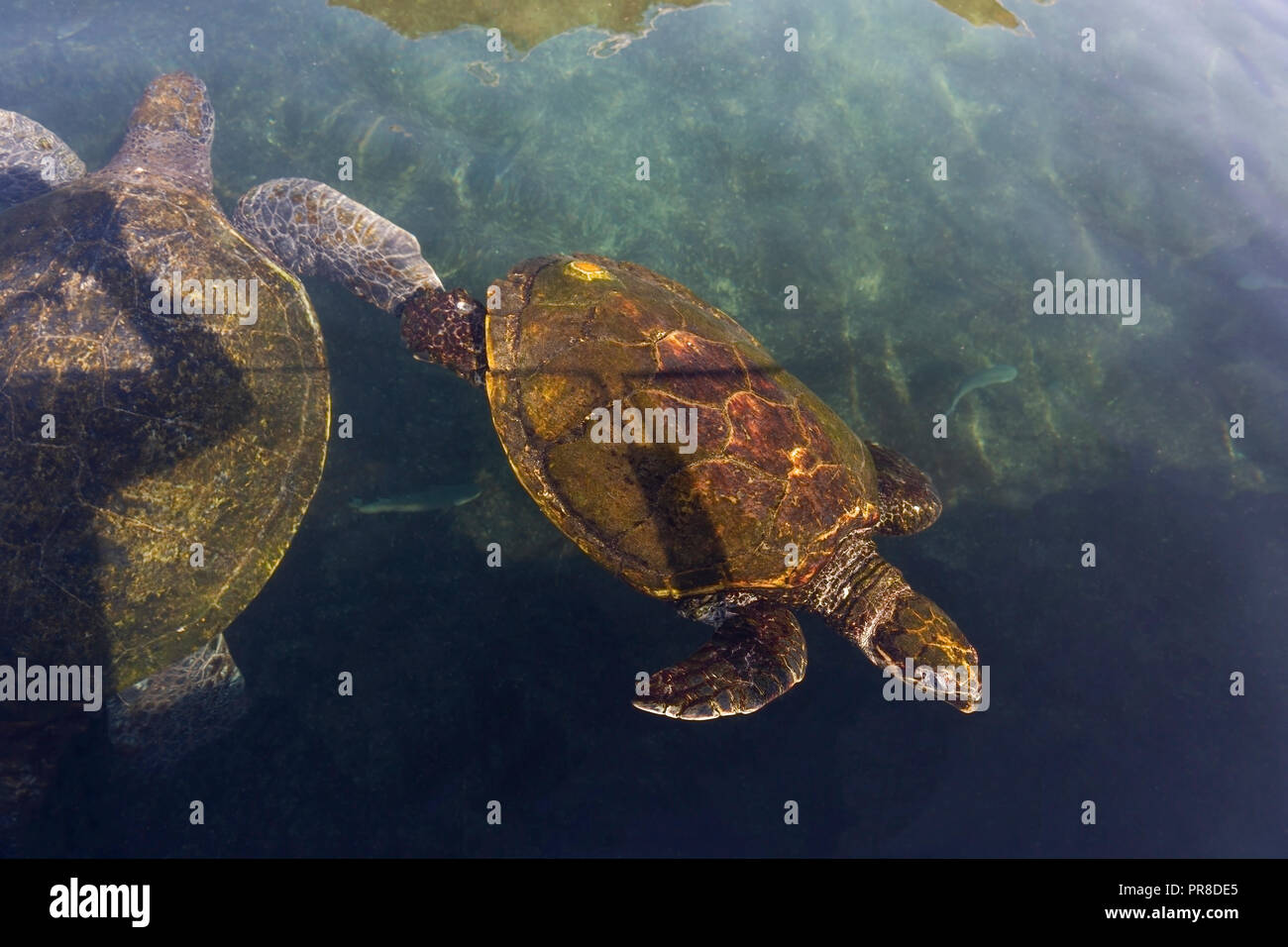 Big Sea Turtle Stockfoto