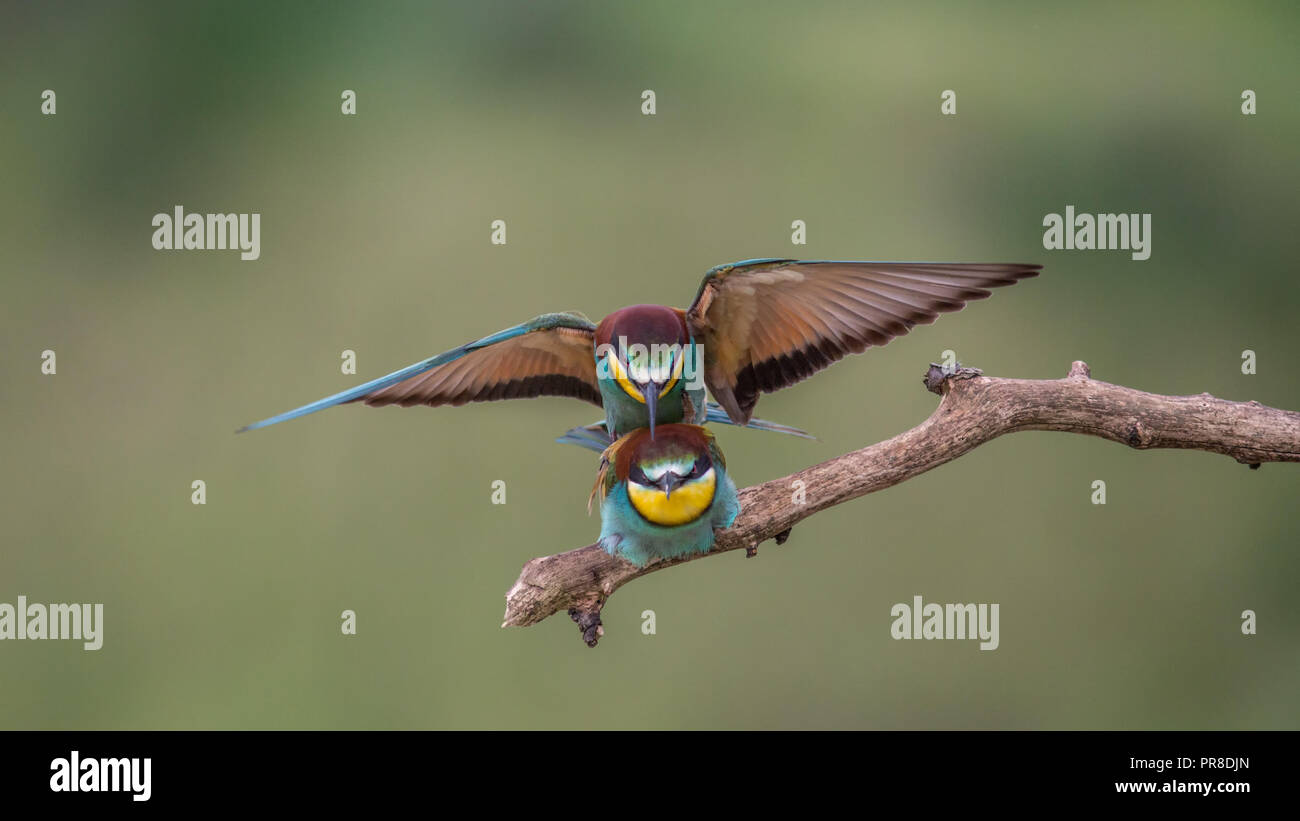 Bee-eater Stockfoto